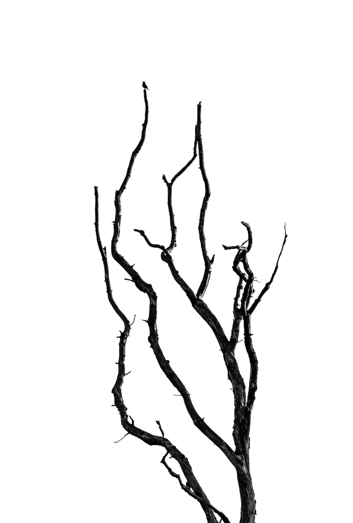 Bare Branch — No animal at all — a single branch, kept for the way it repeats the shape of antlers.