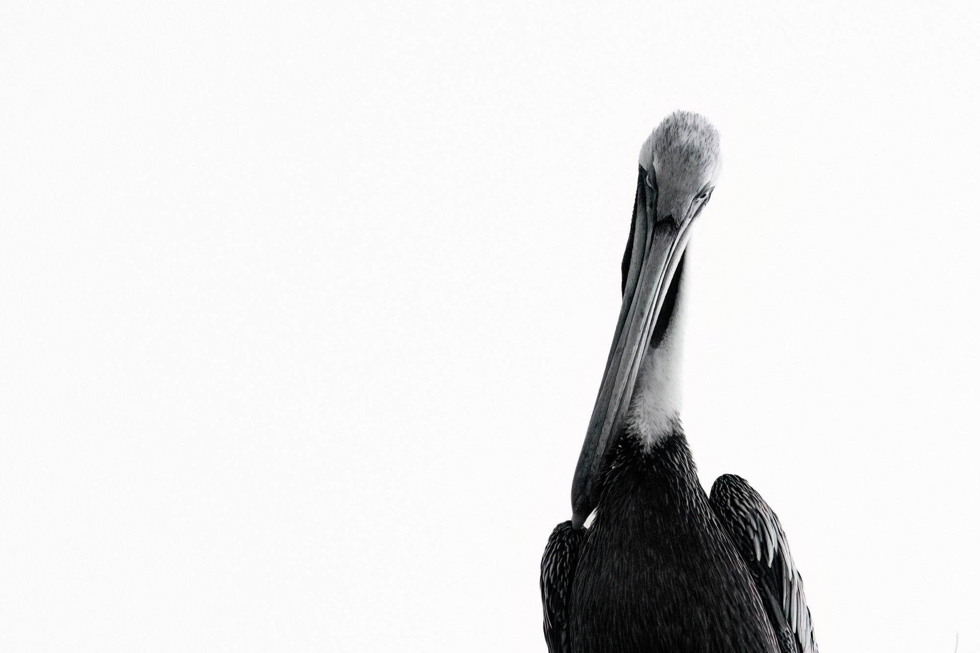 Sentinel — Upright, still and photographed straight on, the bird takes on a formal quality.