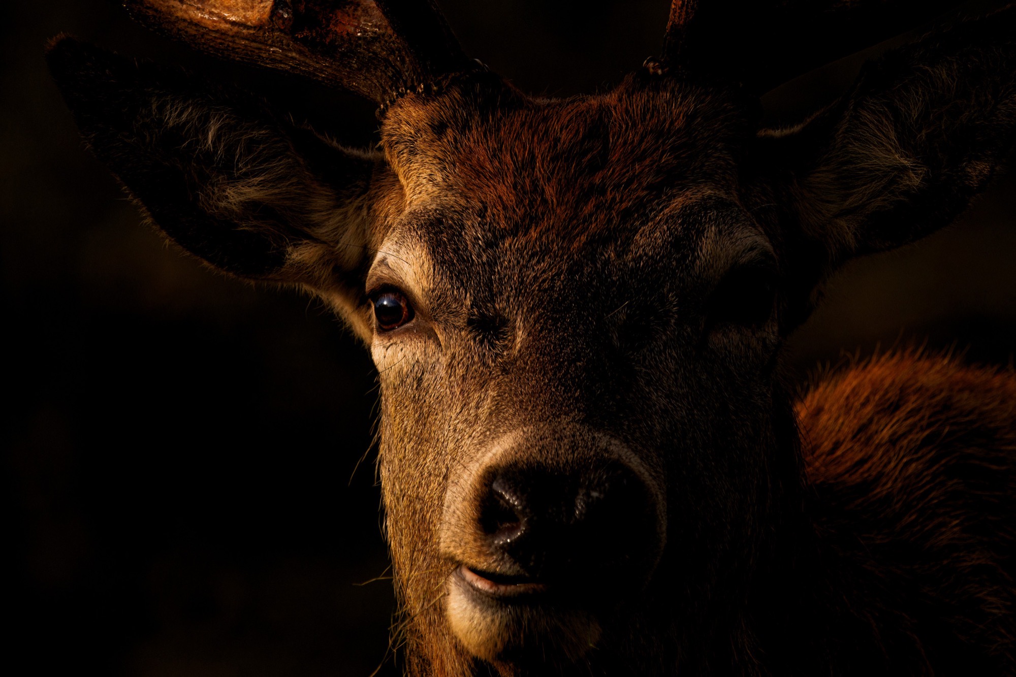 The Muzzle — Close enough to read the wet of the nose and the coarse winter coat around the eye.