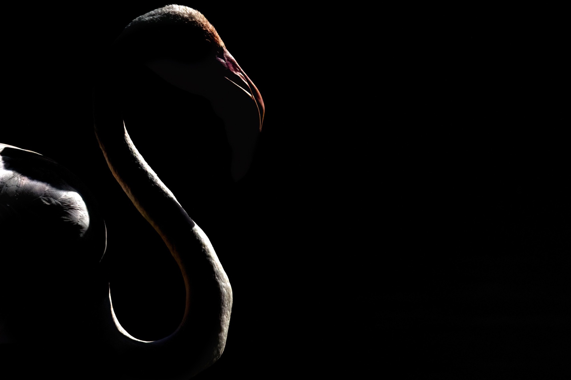 Written in Light — Only a rim of light survives — the neck drawn as a single stroke against the black.