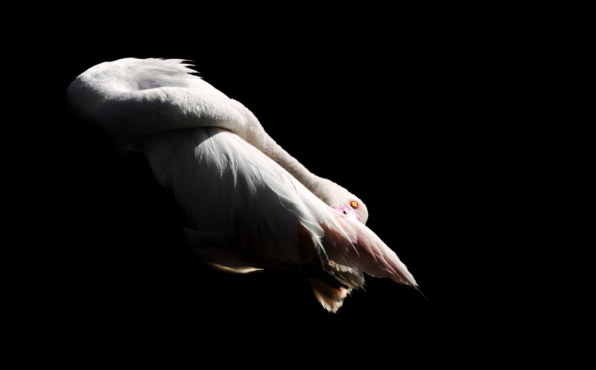 The Bow — The body folds forward until the head is very nearly lost in the breast feathers.