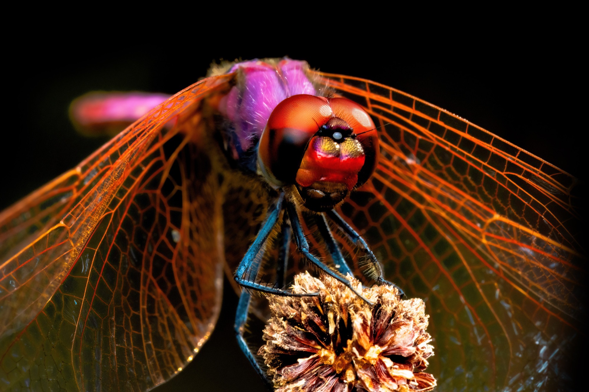 Veined Wings — A dragonfly at rest, the venation of the wings reading like drawing on tracing paper.