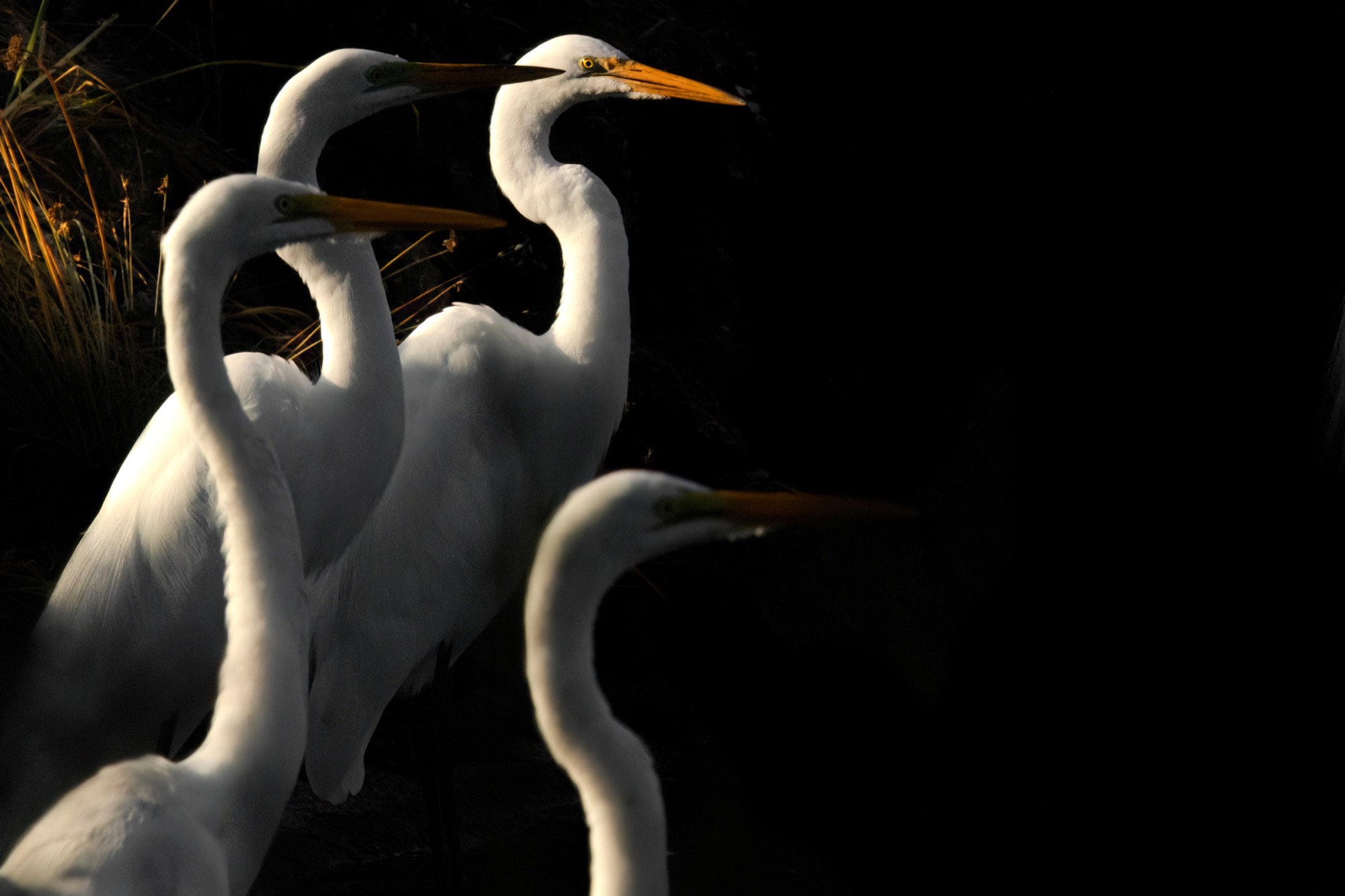 Three Egrets — Necks cross and overlap until it is no longer clear where one bird ends and the next begins.