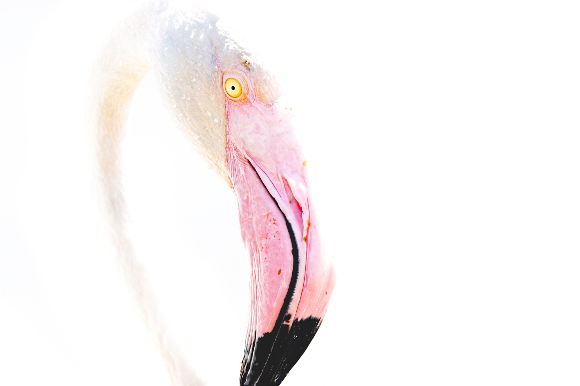 Profile — A head in pure profile: the pink of the bill, the black tip, the pale ring of the eye.