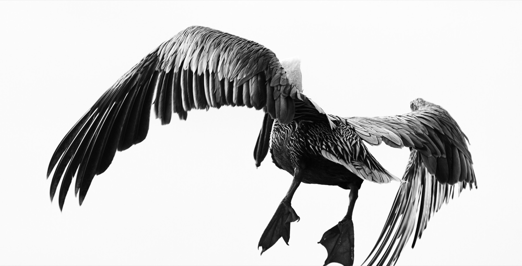 Full Span — The whole wingspan opened flat against a blank sky.