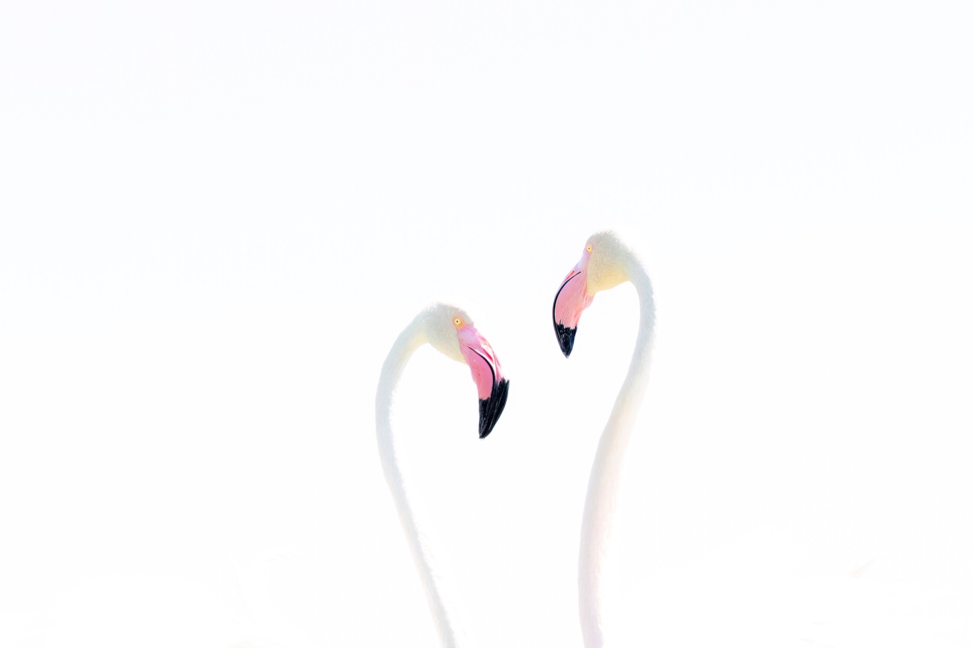 The Meeting — Two necks curve toward one another and, for a moment, close a shape between them.