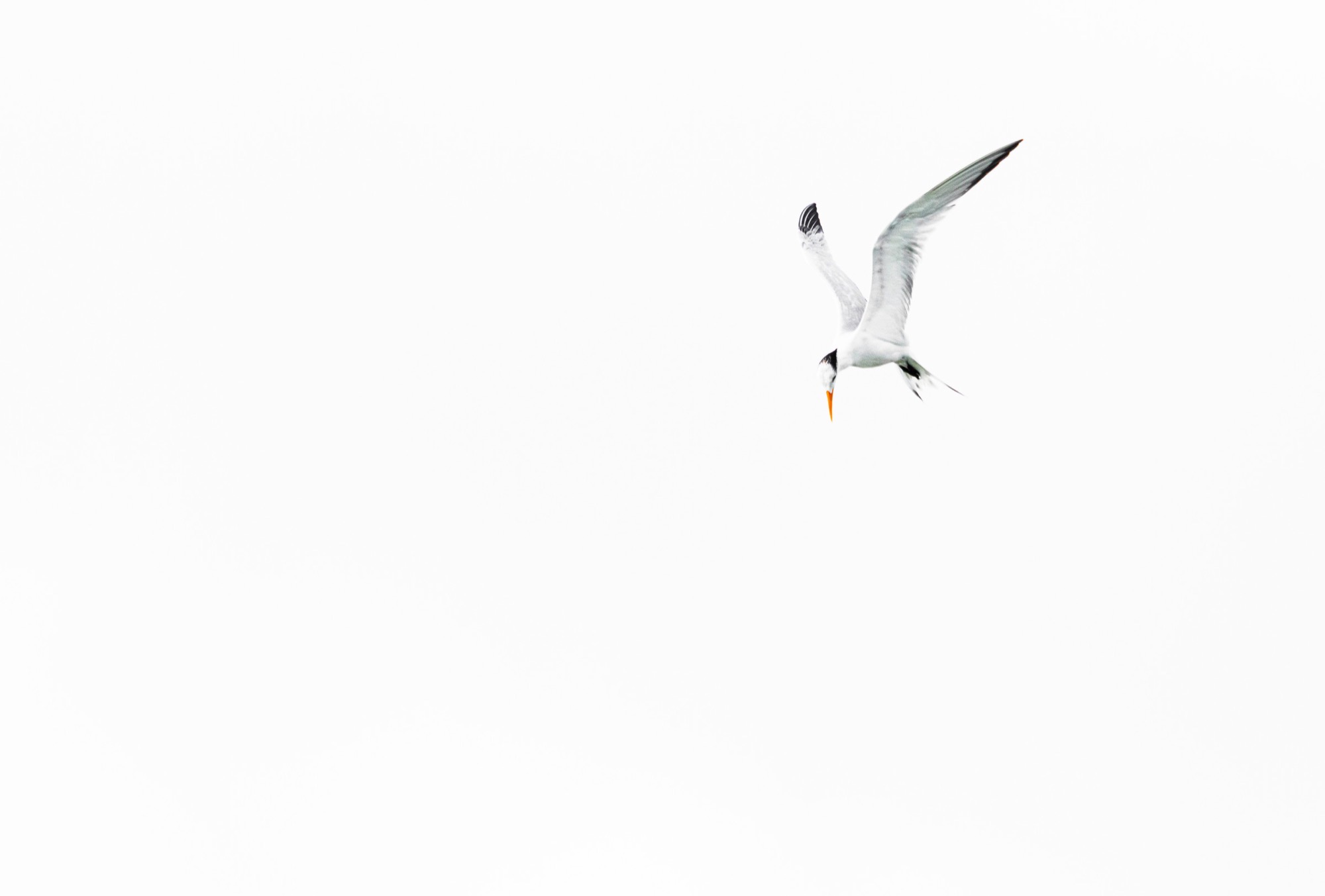 Passing Overhead — A small bird crosses an empty sky, given the whole frame in which to be small.