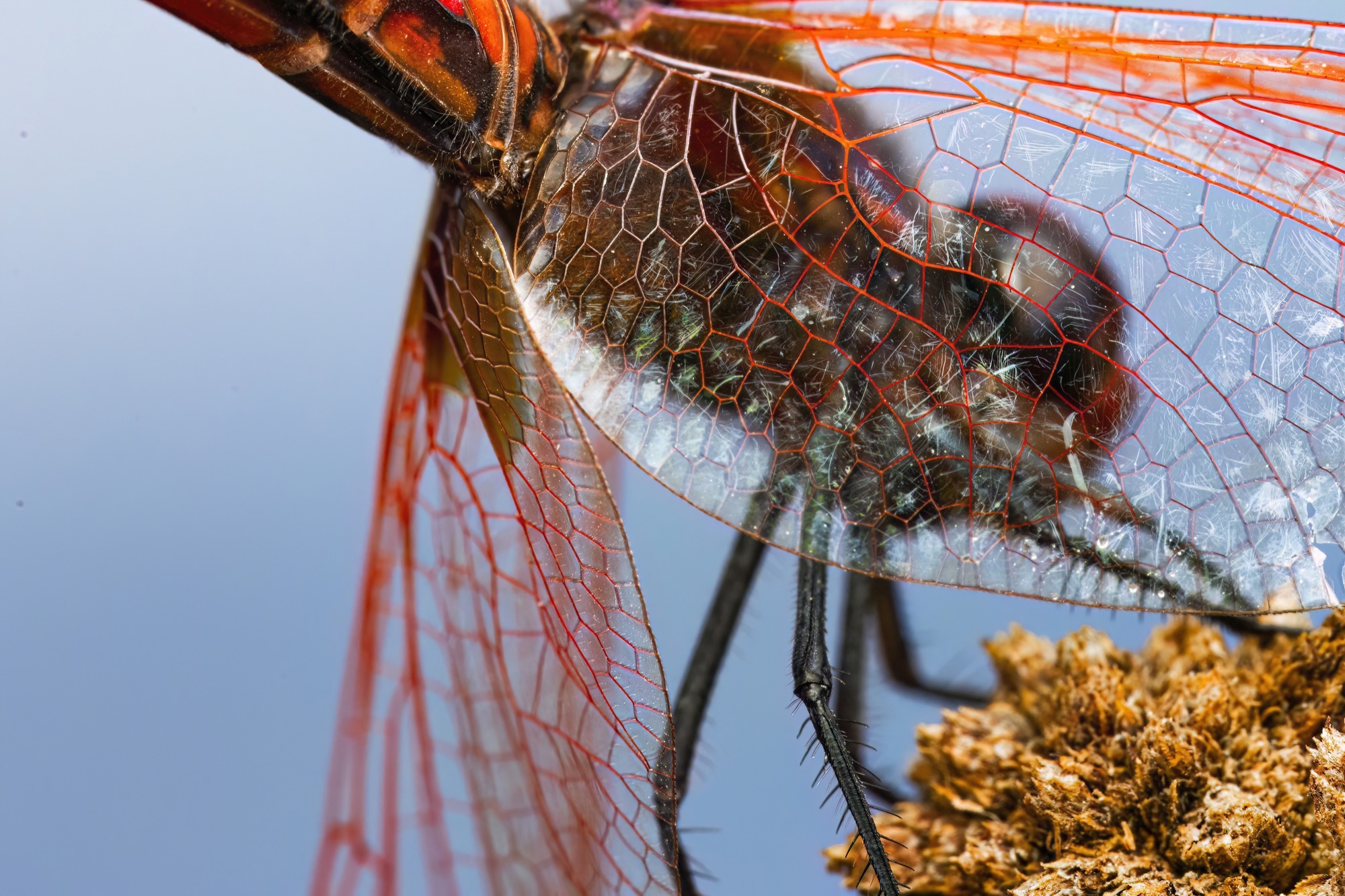 Behind Her Veil — Seen against open sky, the wing reads as red lace laid over the body it hides.