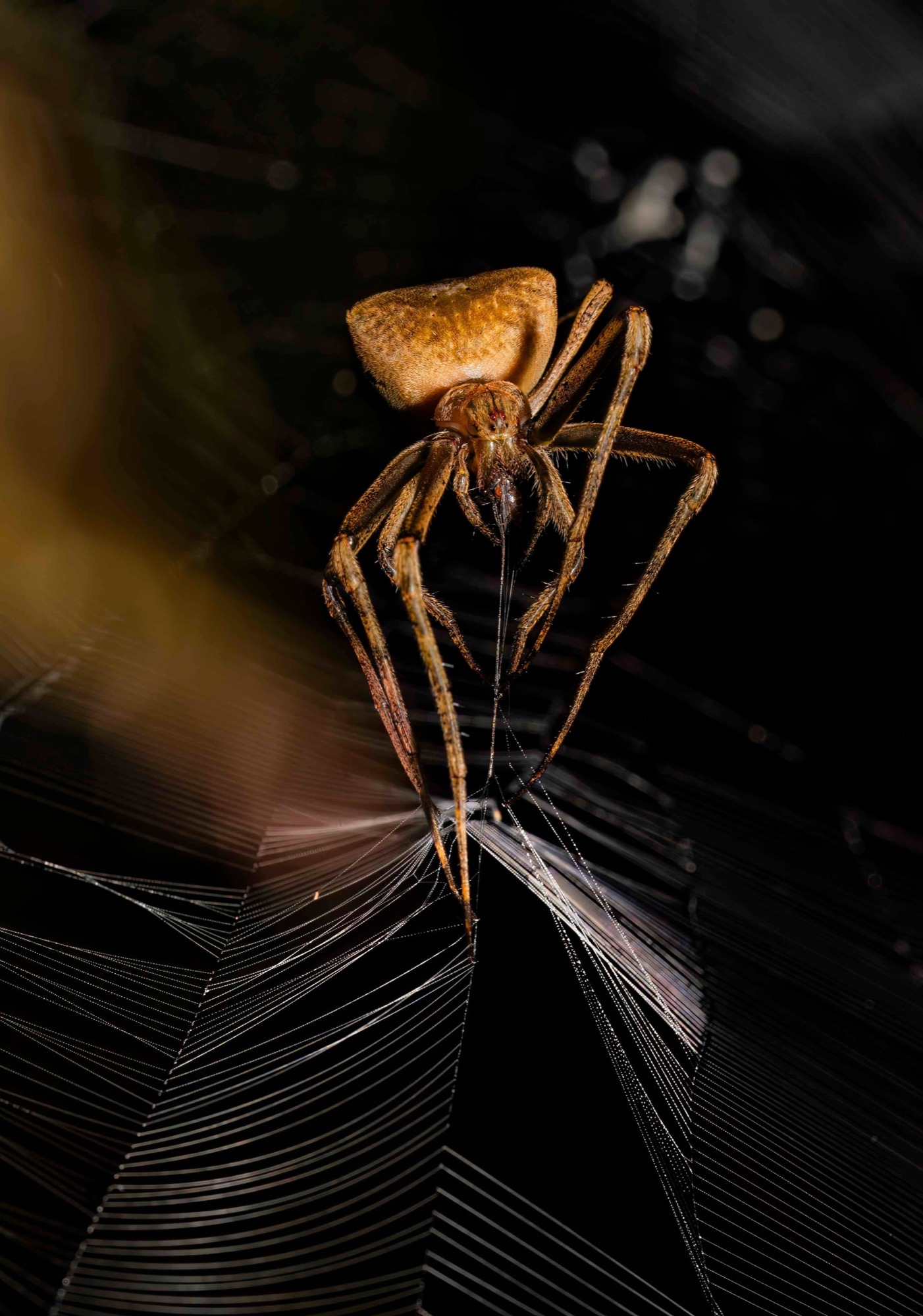The Wrapping — A spider stands over silk-bound prey, the web visible only where light snags on it.
