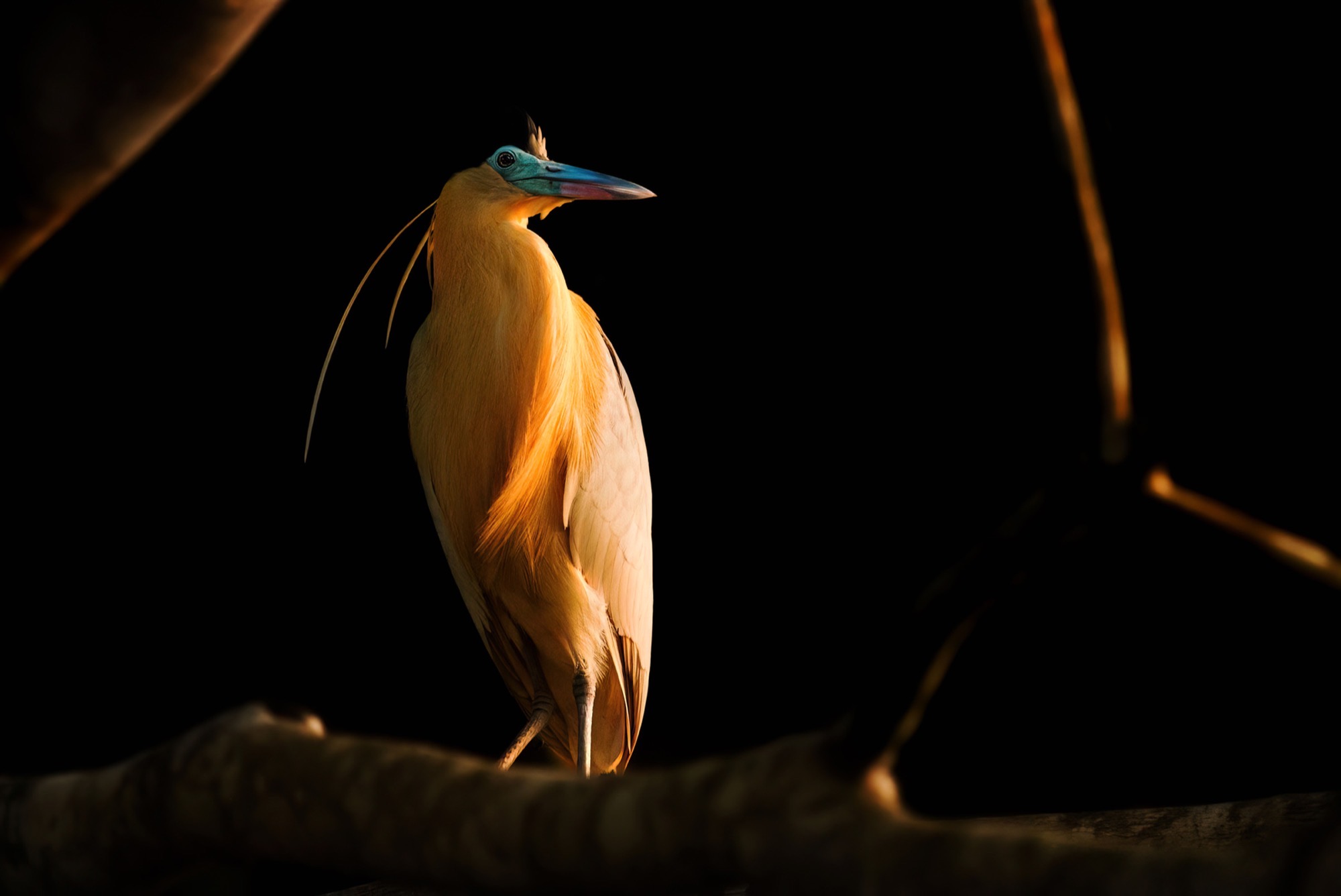 Capped Heron — Cream plumage, a blue bill and one long trailing plume, picked out on a bare branch.