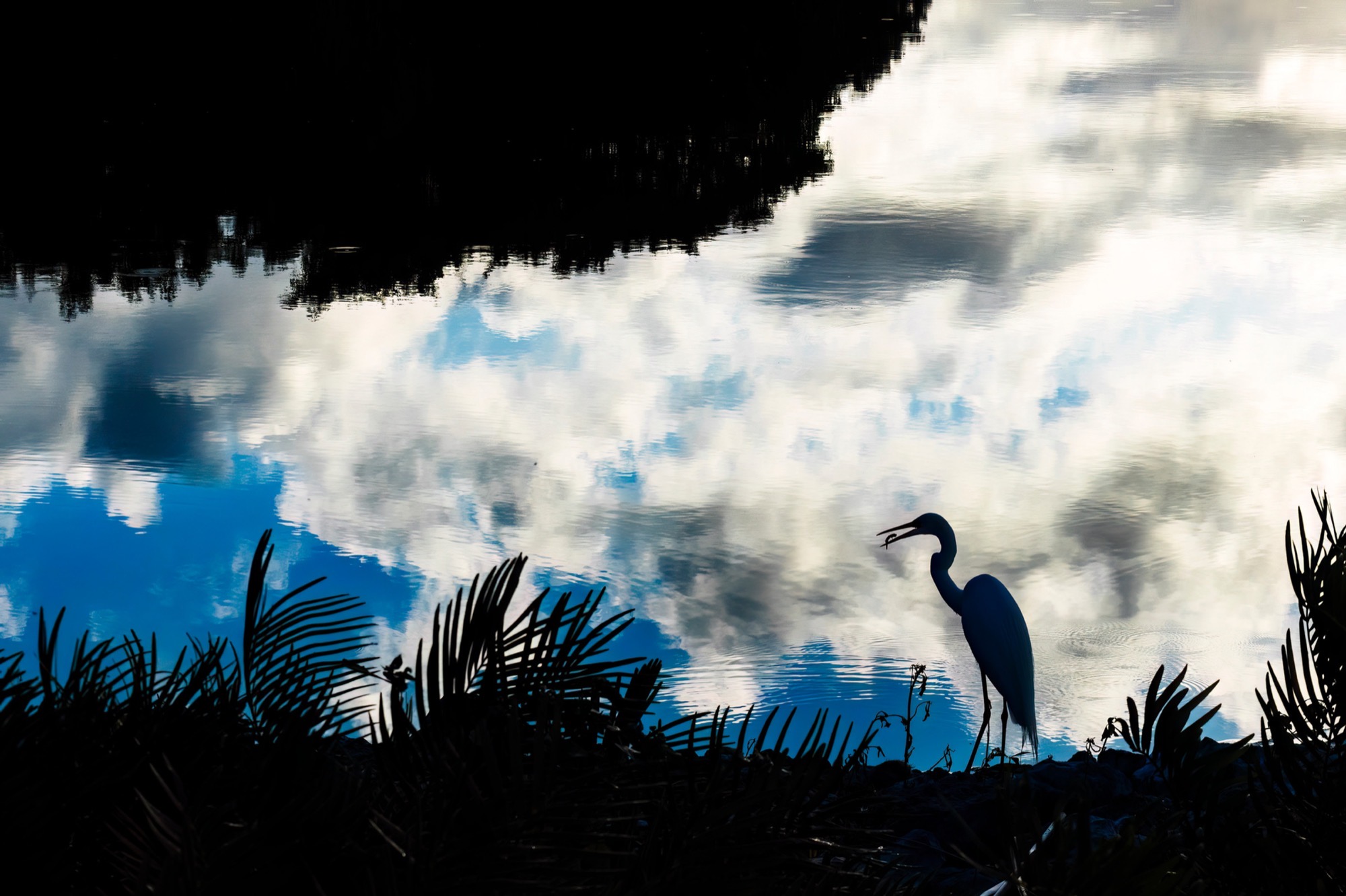 Inverted Sky — A heron on the shoreline, photographed so that the reflected sky becomes the ground.