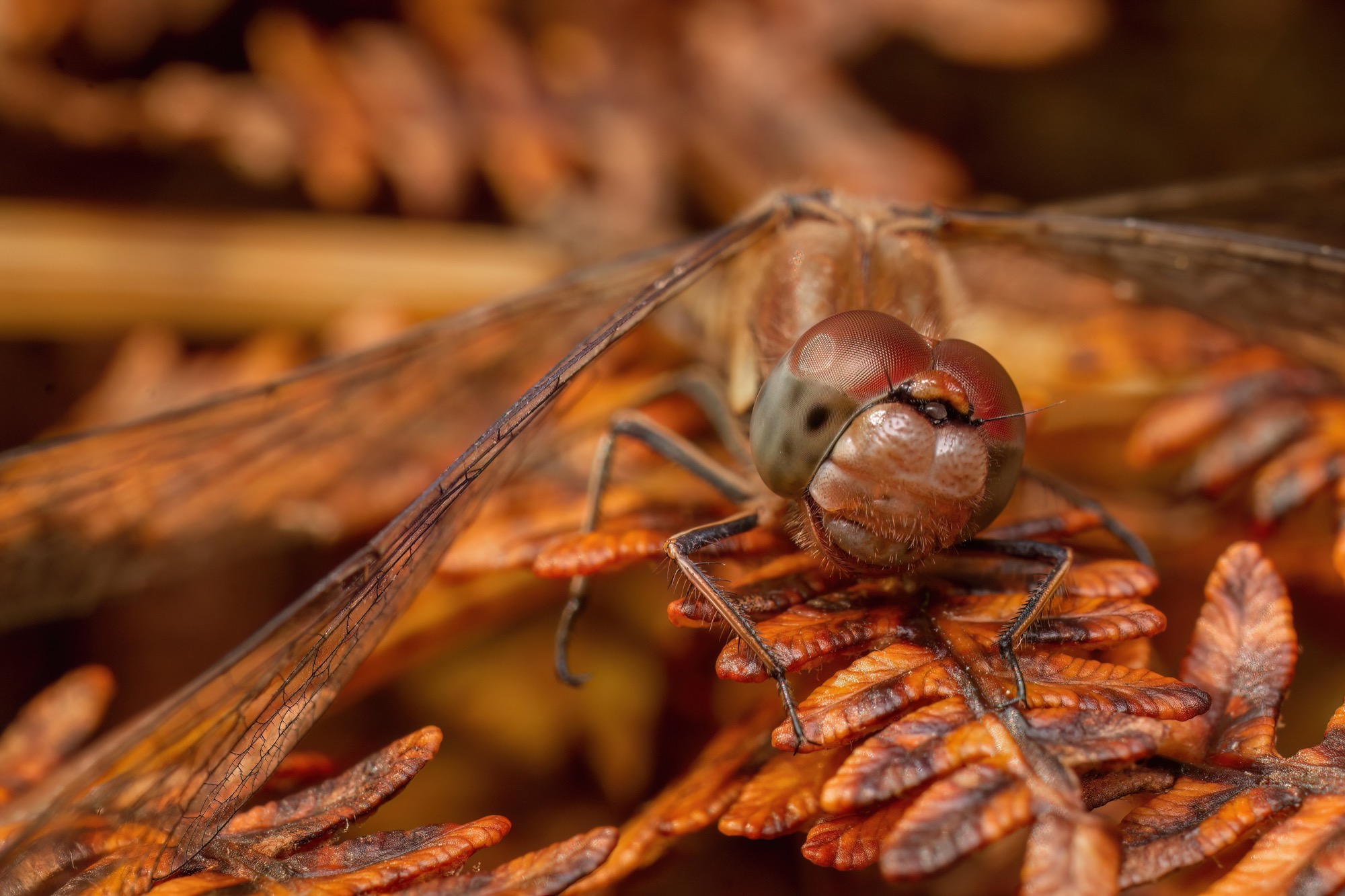 Among the Bracken — Dead bracken fills the frame in every direction, and the dragonfly is the one thing holding still.