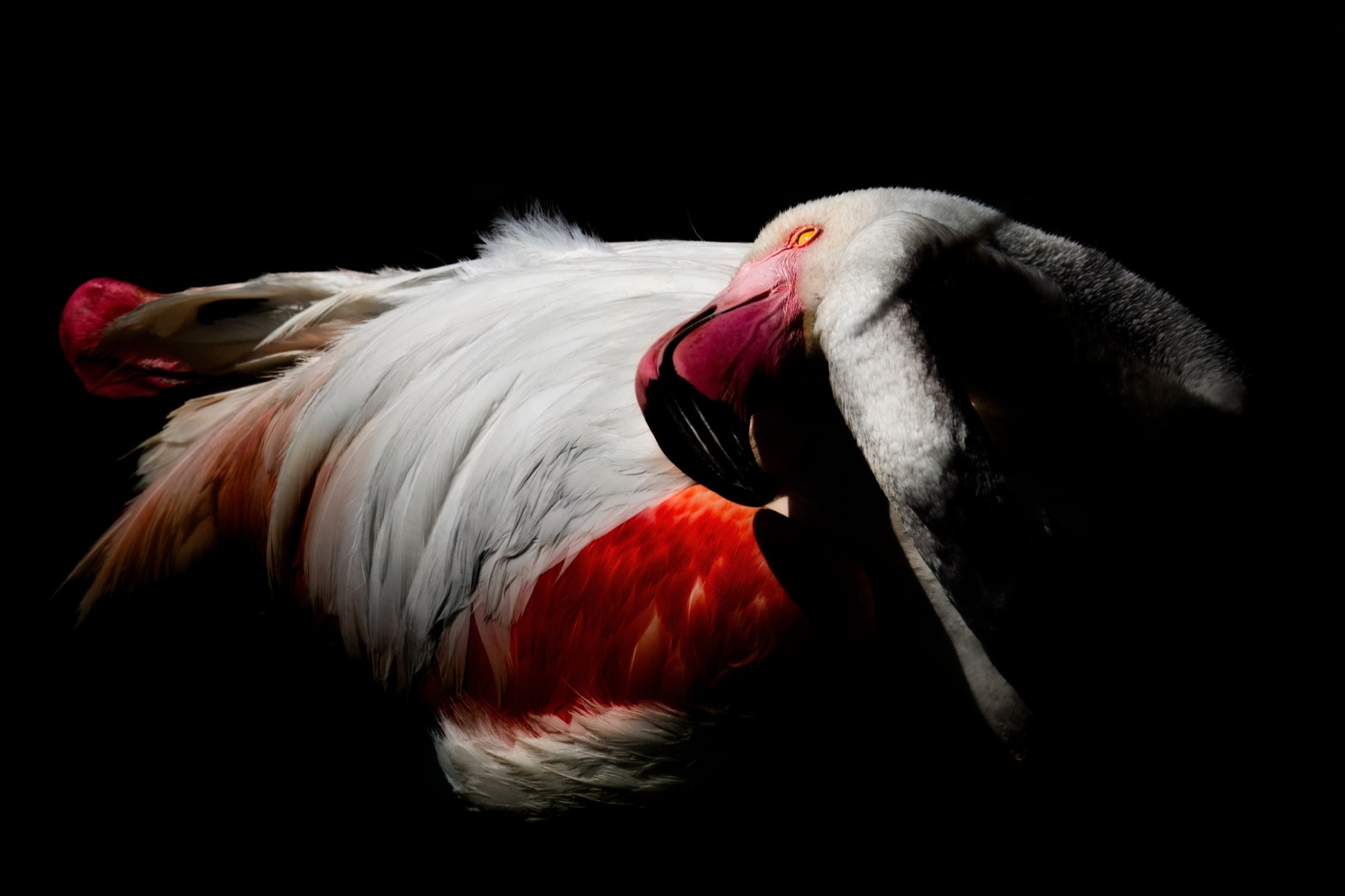 At Rest — A flamingo settles low, red and charcoal feathering running the full width of the frame.