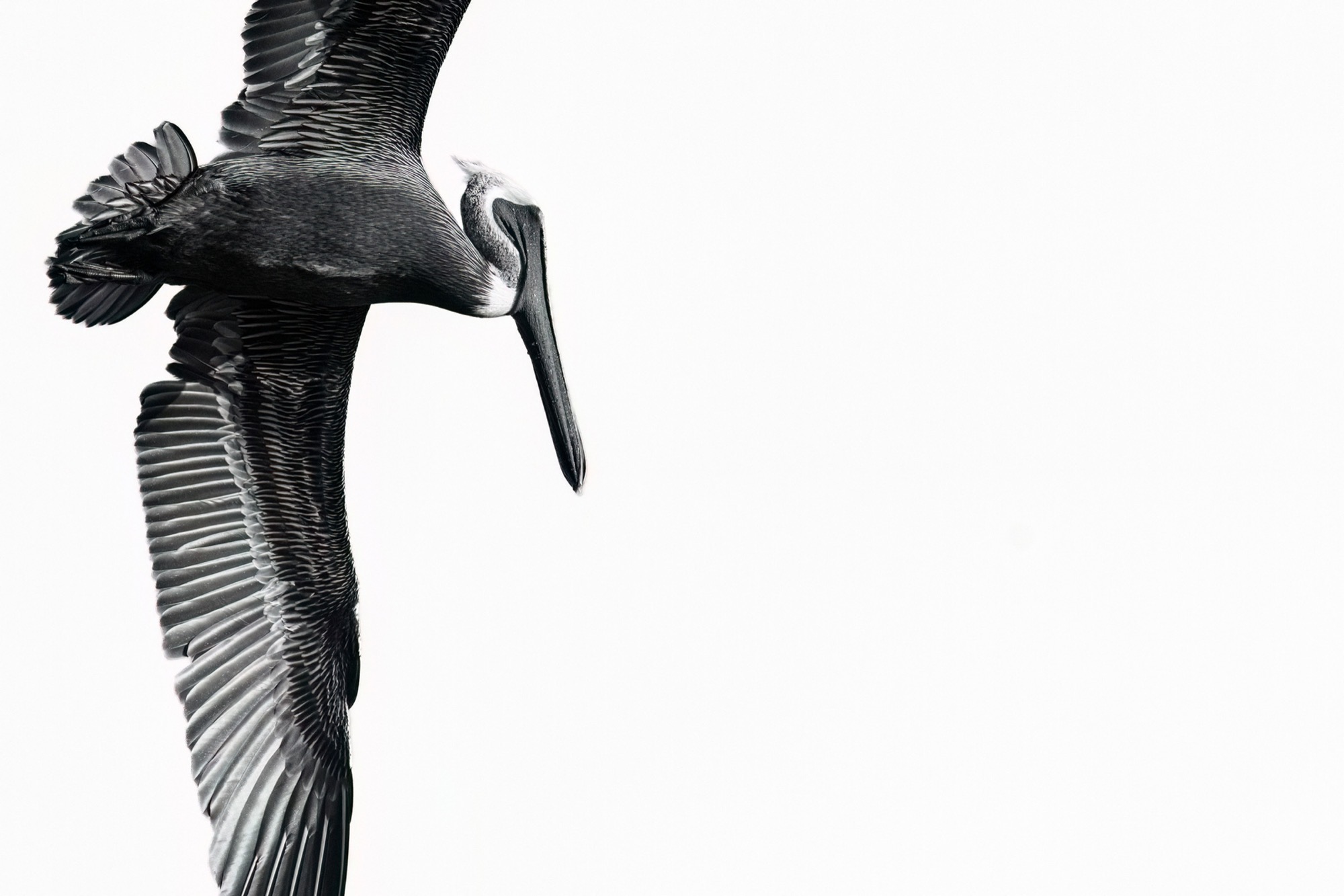 Folded — At rest the bird becomes a single dark mass with one bright edge.