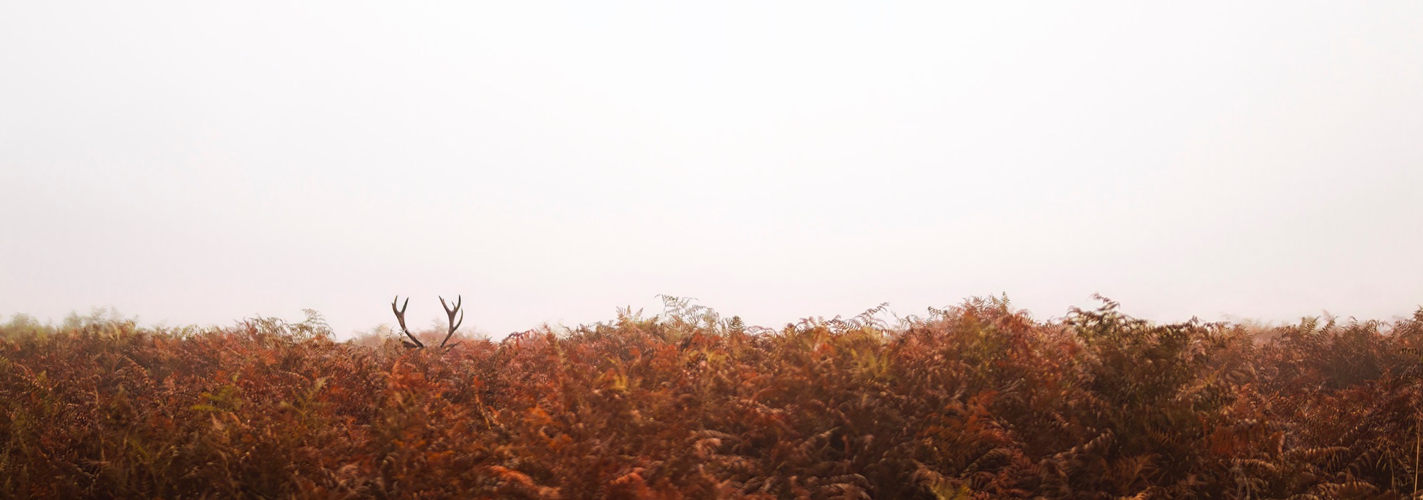 Antlers in Bracken — Fog, dead bracken and two antler tips: the only evidence that a stag is there at all.