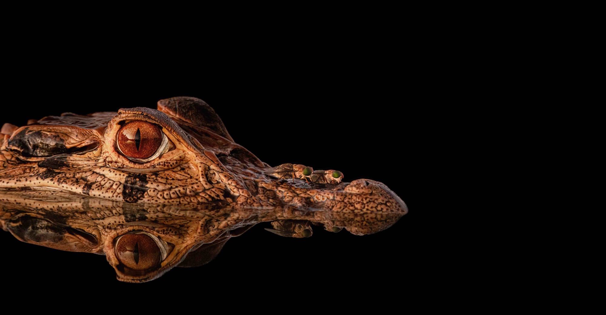 The Mirror Line — The water surface splits a caiman's head exactly in two, an eye above and an eye below.