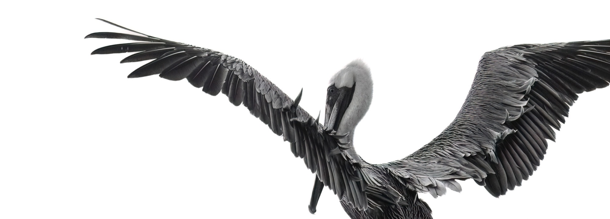Braking — Wings thrown wide at the last moment before the feet find the perch.