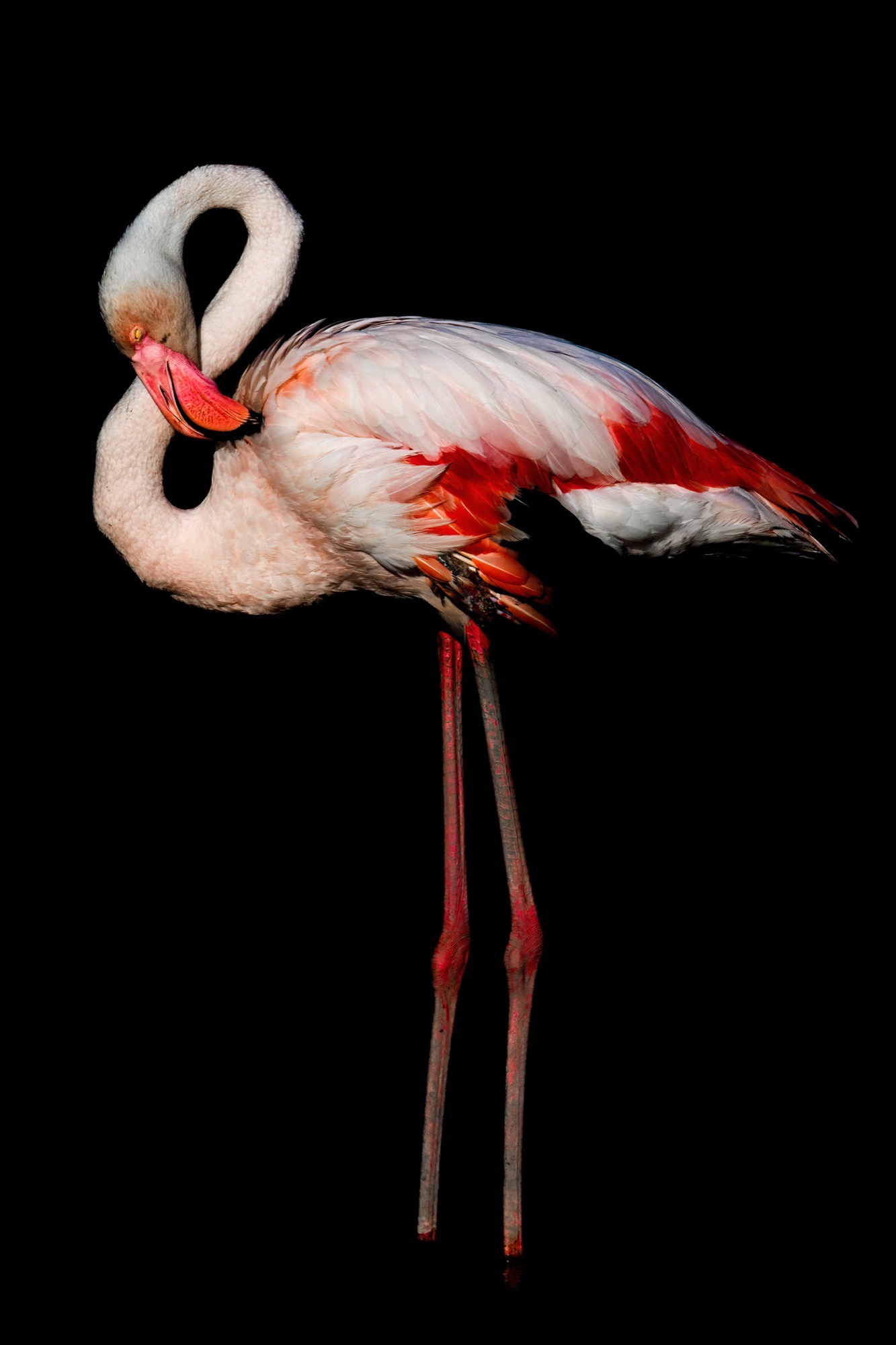 Standing Curve — The whole body reduced to one line — neck, breast and legs held in a single fall of light.
