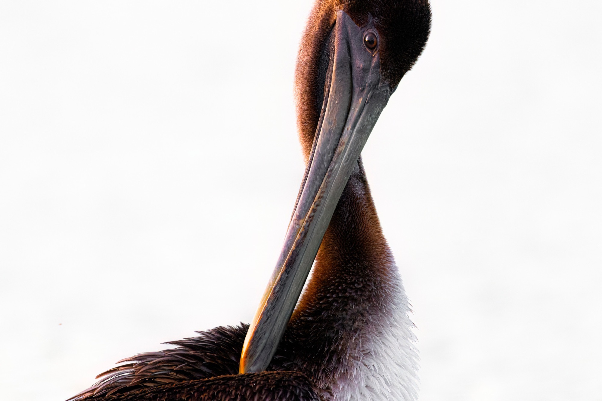 The Pouch — Closer still: the hinge of the bill, the loose skin of the pouch, the eye set far forward.