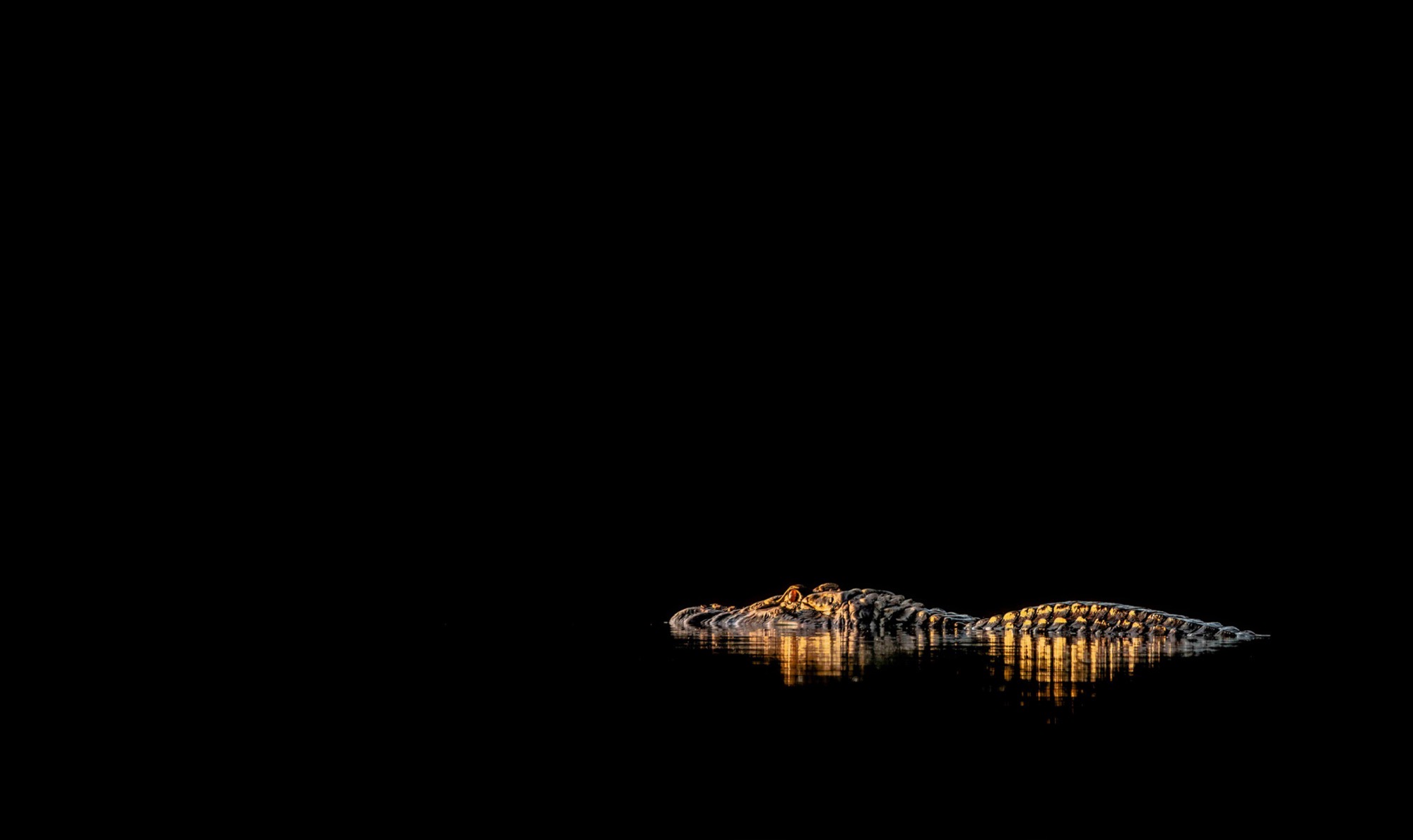 Afloat — The whole animal lies at the surface, its ridged back traced in gold from end to end.