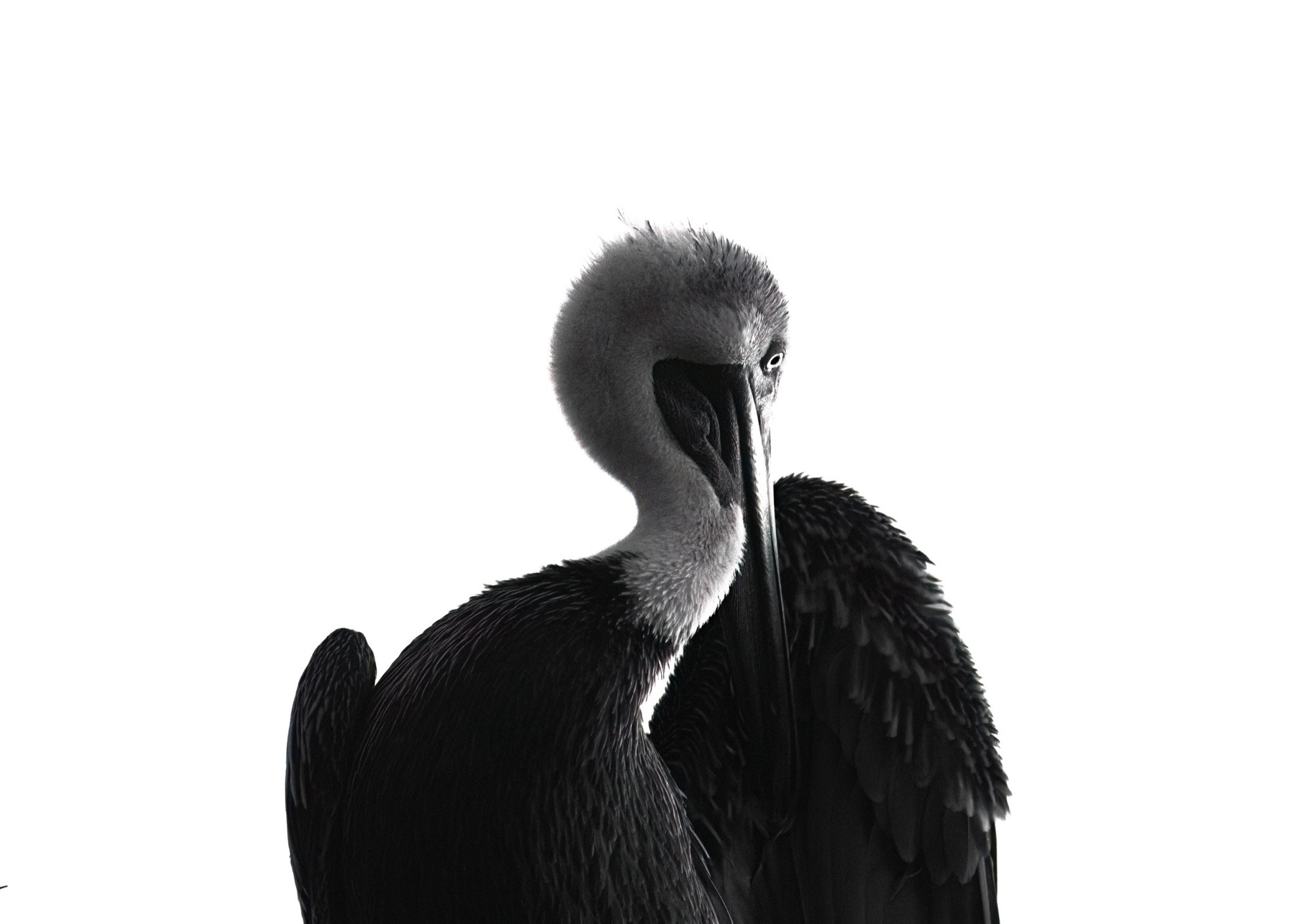 Turned Head — The head swivels while the body stays square to us: two directions in one animal.