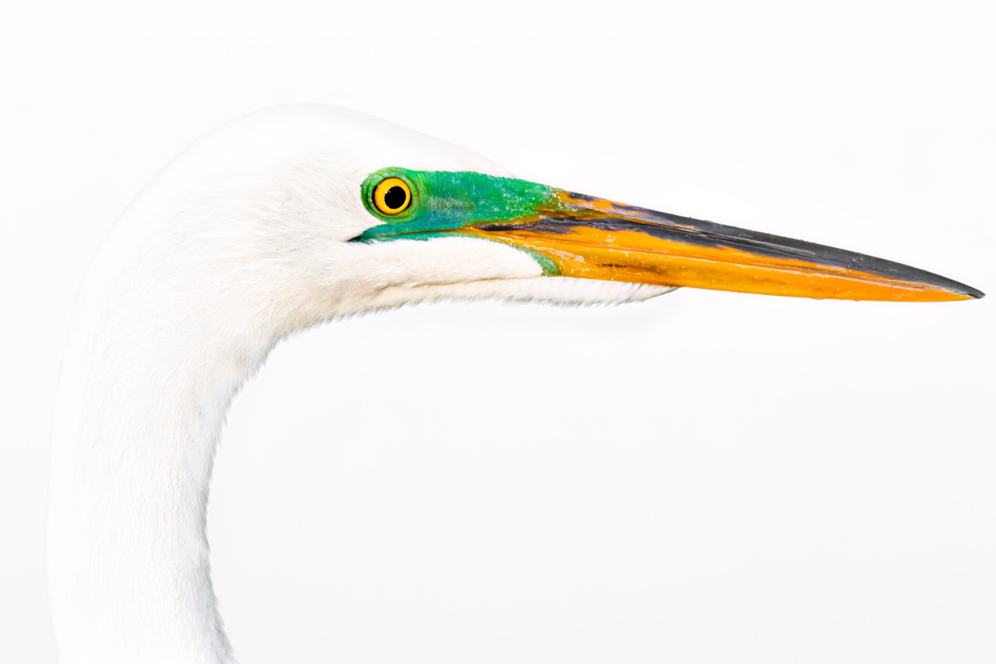 In Breeding Plumage — A great egret in season — the lores turn green and the bill orange, for a matter of weeks.