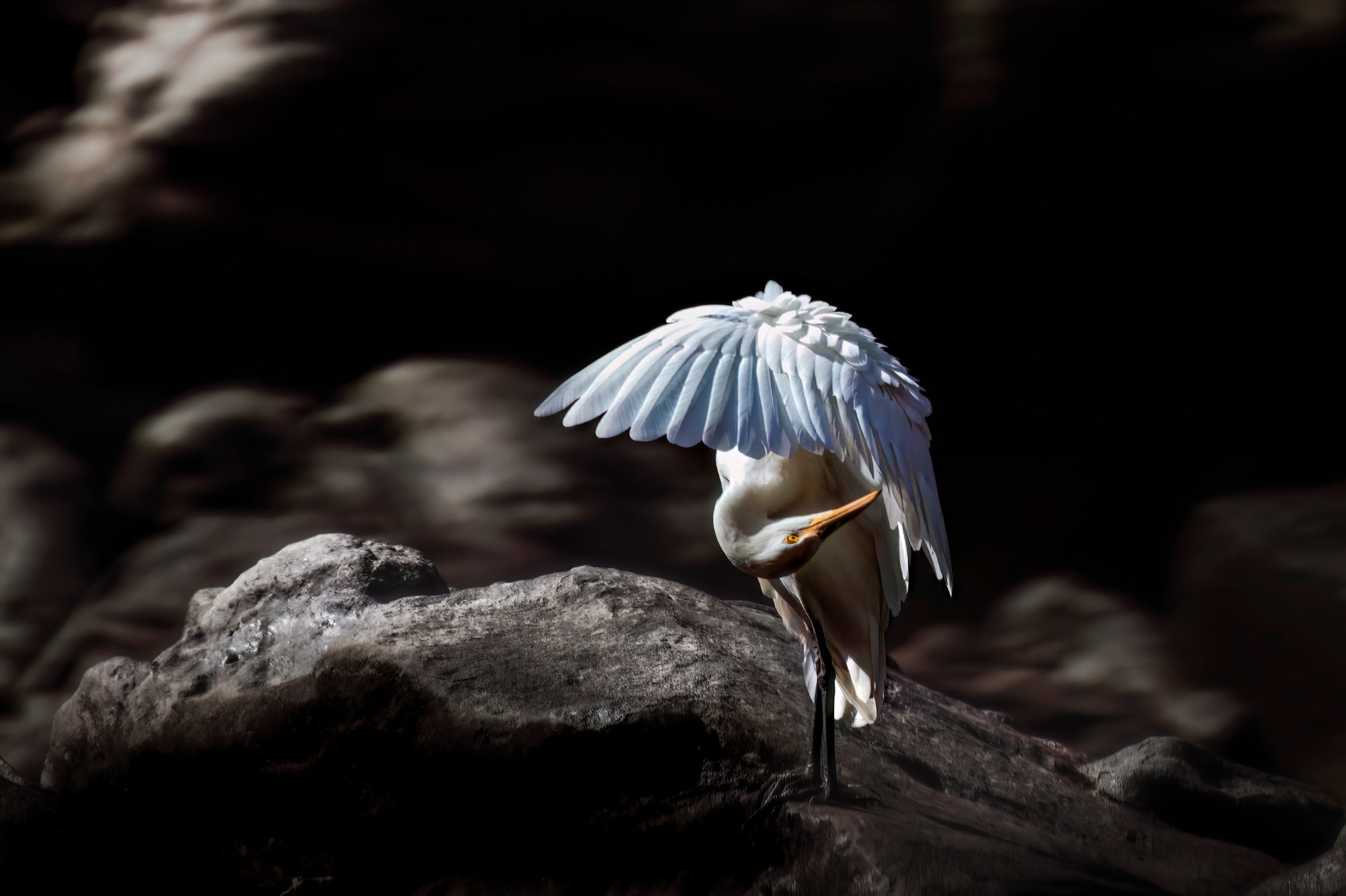 Wing Over Stone — An egret preens on a rock, the raised wing catching a narrow shaft of sun.