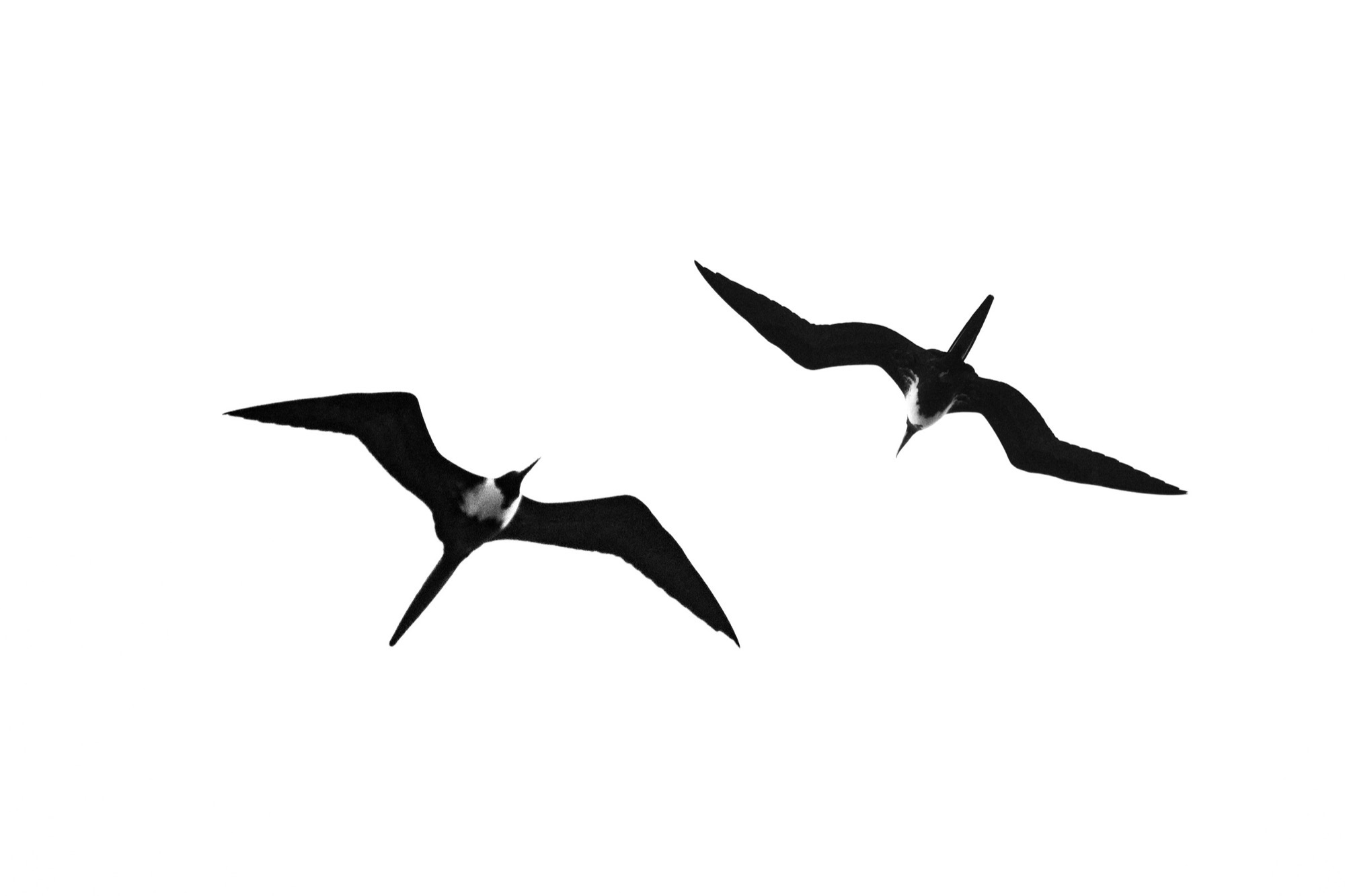 Frigatebirds — Two frigatebirds hold their angular silhouettes without a single wingbeat.