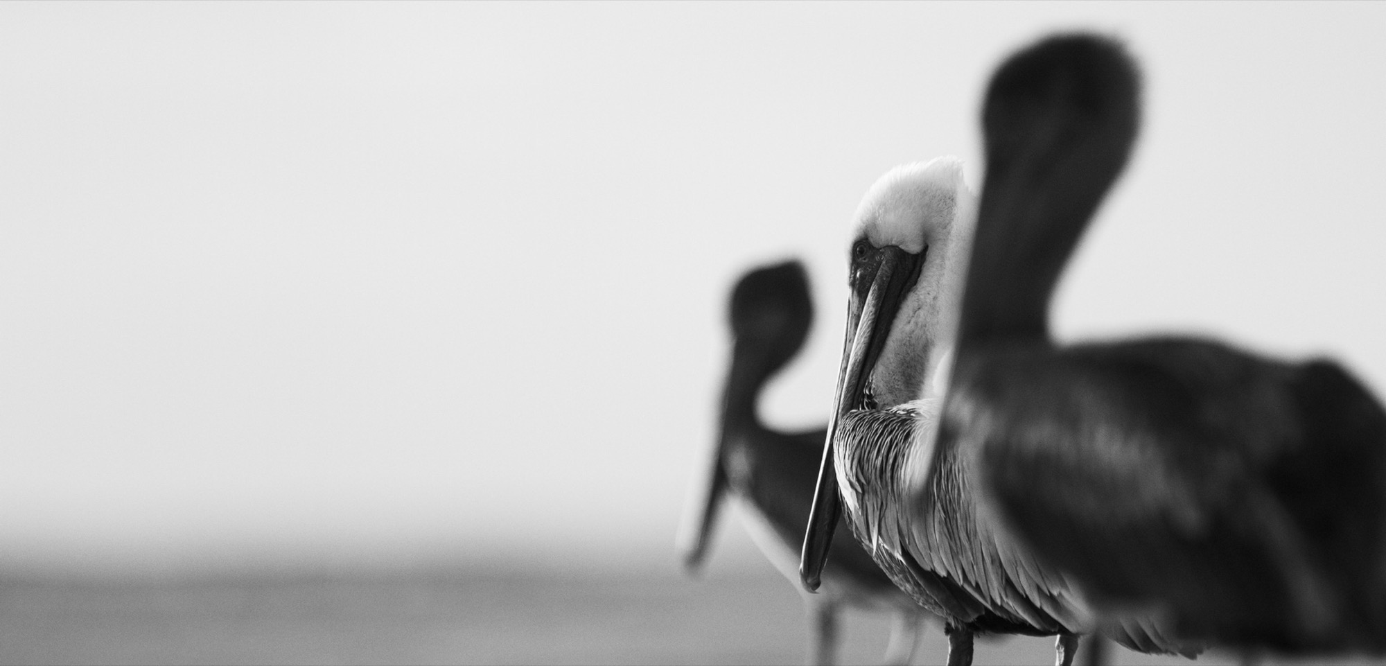 In Mist — Fog takes the contrast out of everything, leaving the pelicans as grey suggestions.