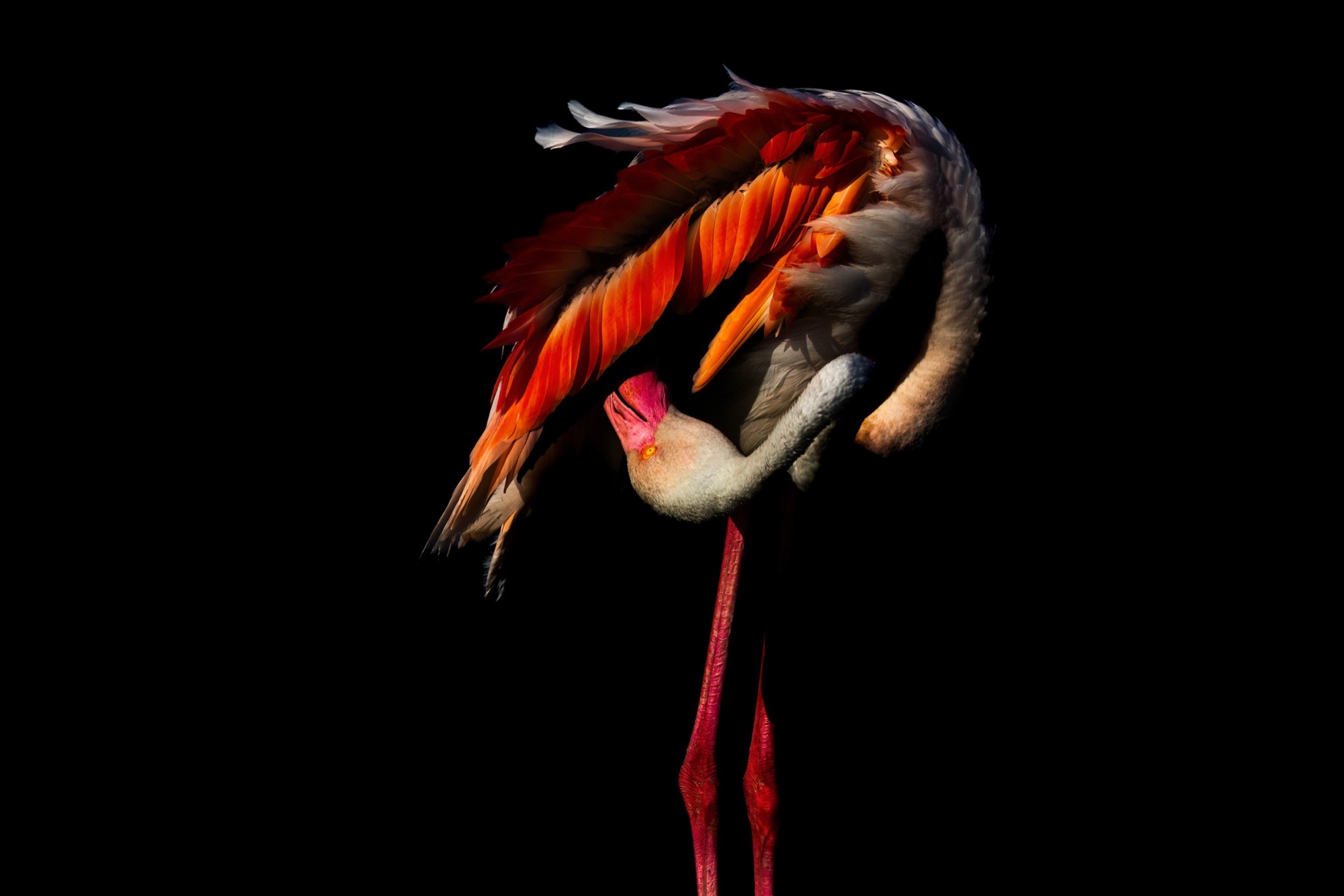 Head Beneath the Wing — Folded into its own flank, the bird becomes an anatomy of feathers rather than a face.