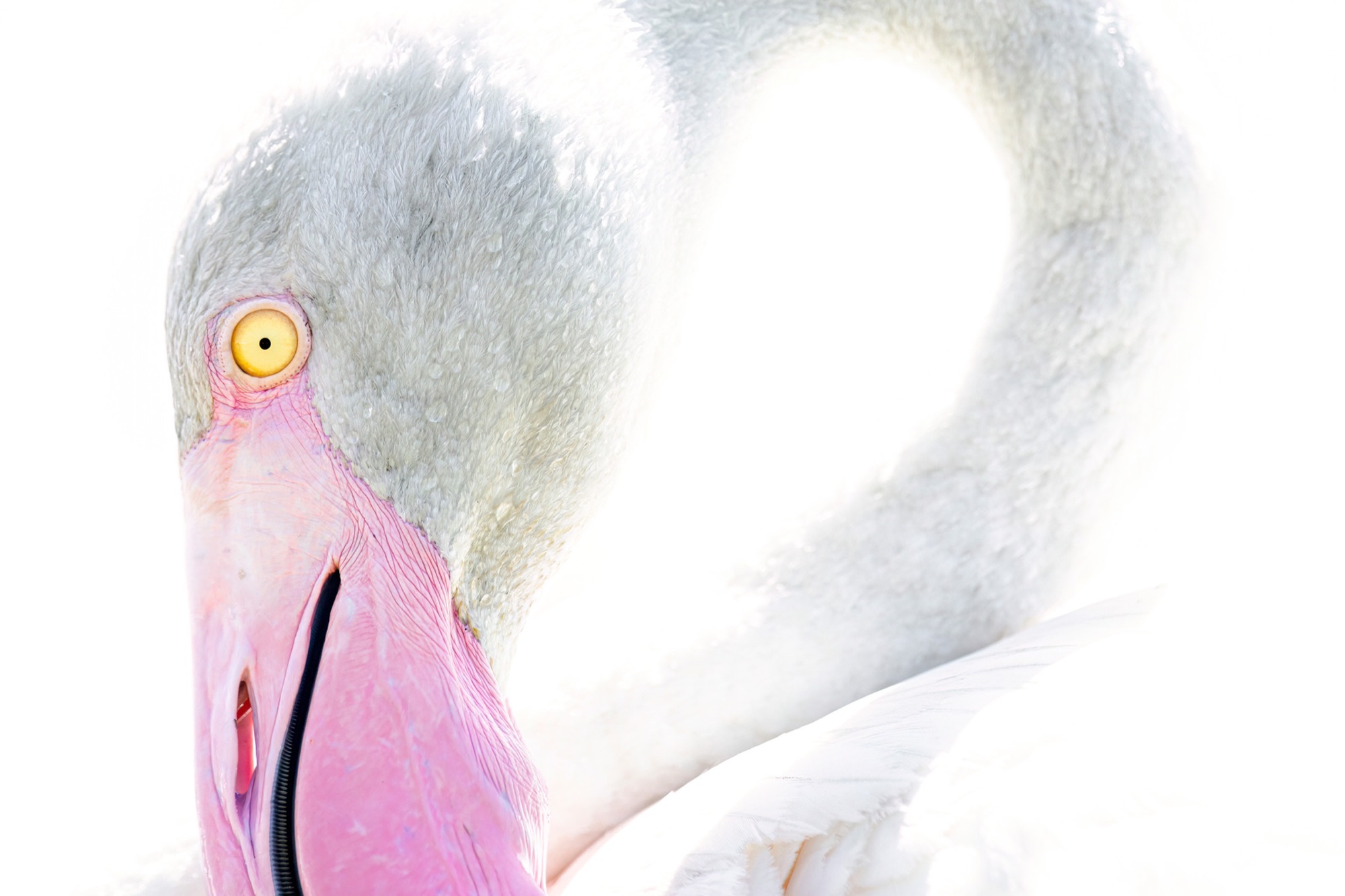 Two Necks — One bird faces us and another curves away behind it — a portrait and its own echo.