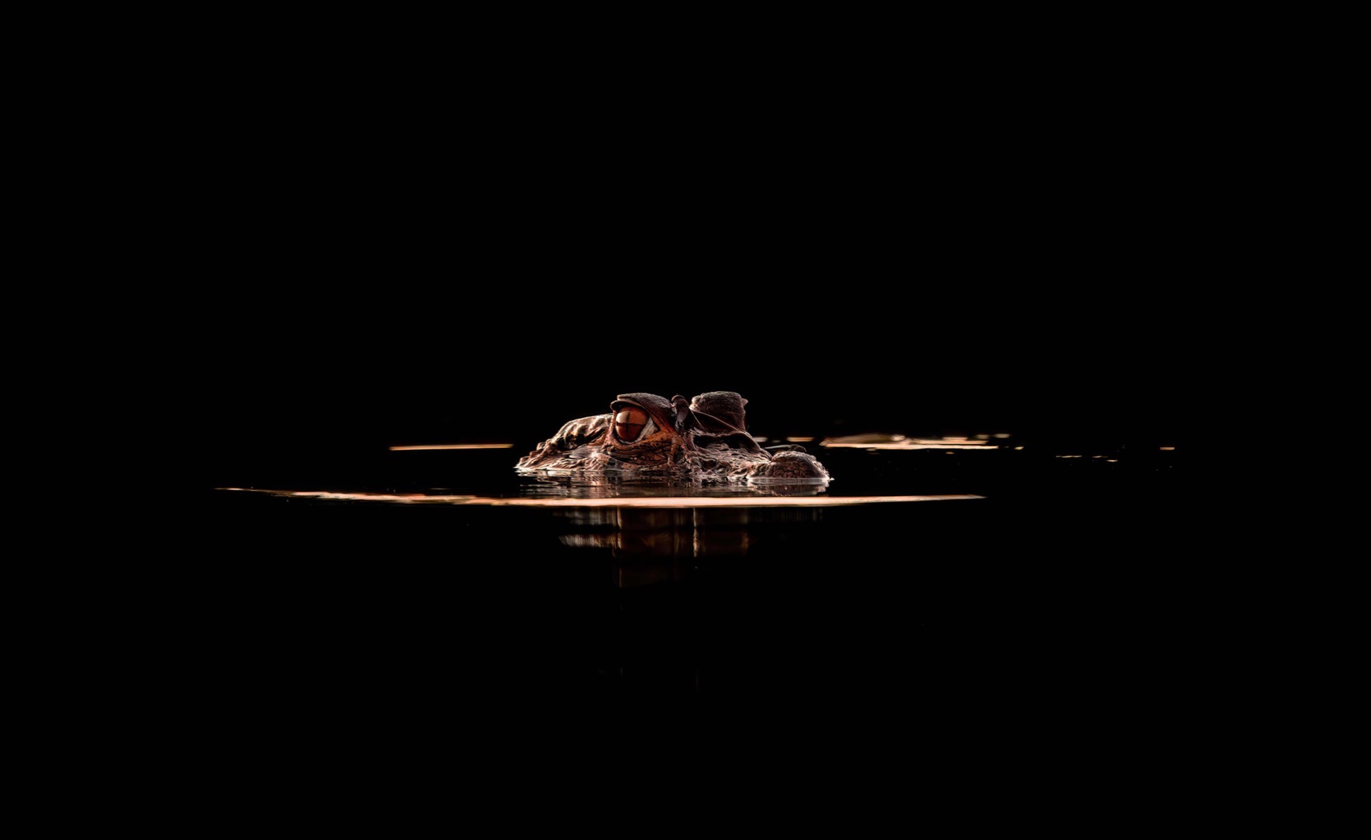 Surfacing — Almost nothing breaks the surface — a snout, an eye, and a thin seam of light on the water.