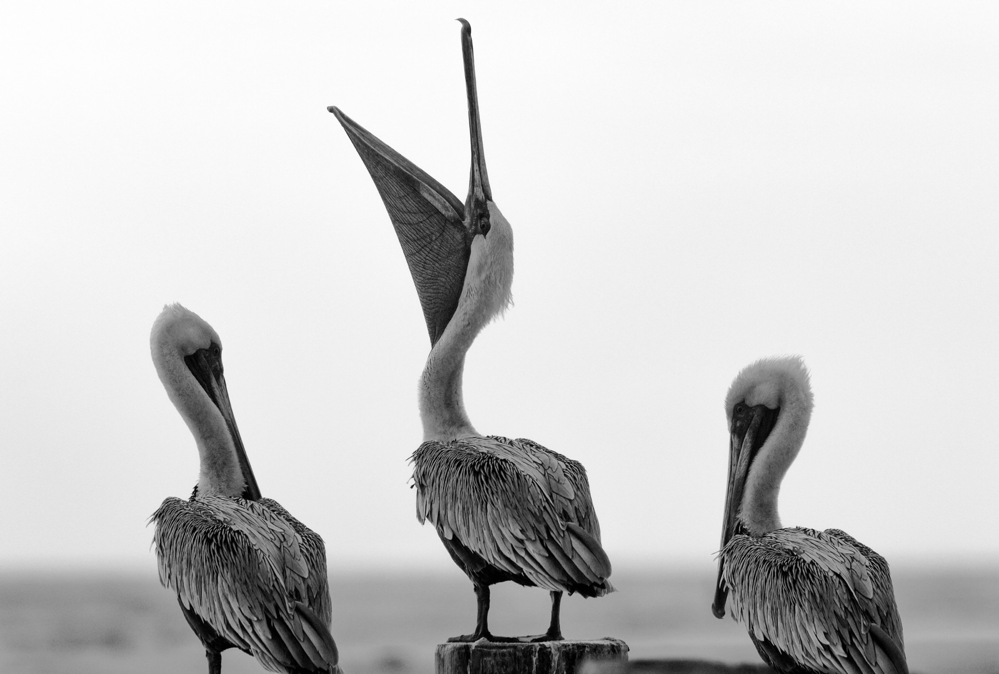 Three on Posts — Three birds on three posts, the middle one pointing its bill straight up.