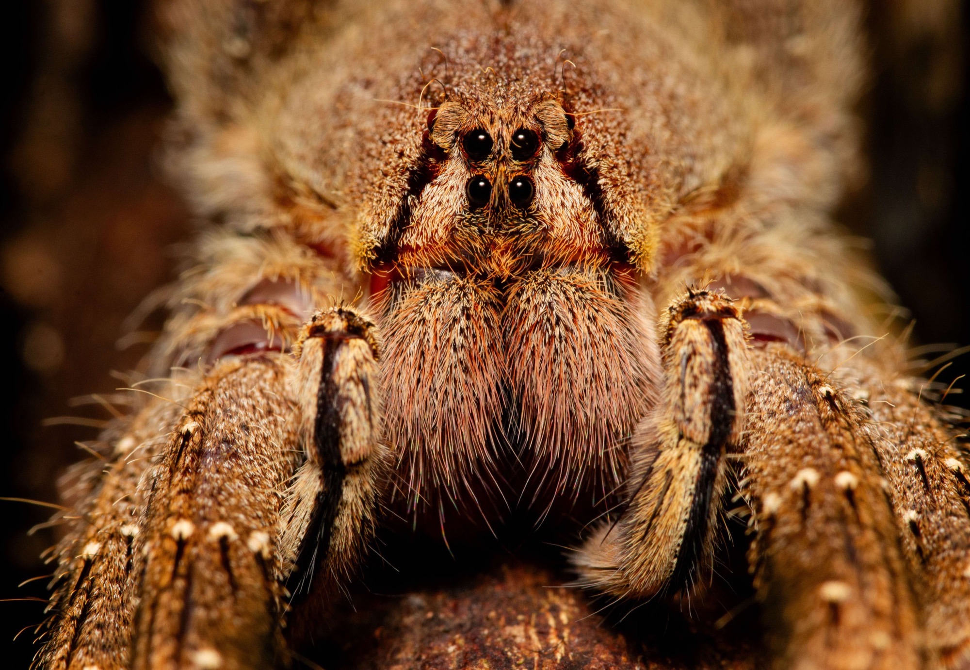 At Close Range — A hunting spider photographed near enough to resolve every hair on the carapace.