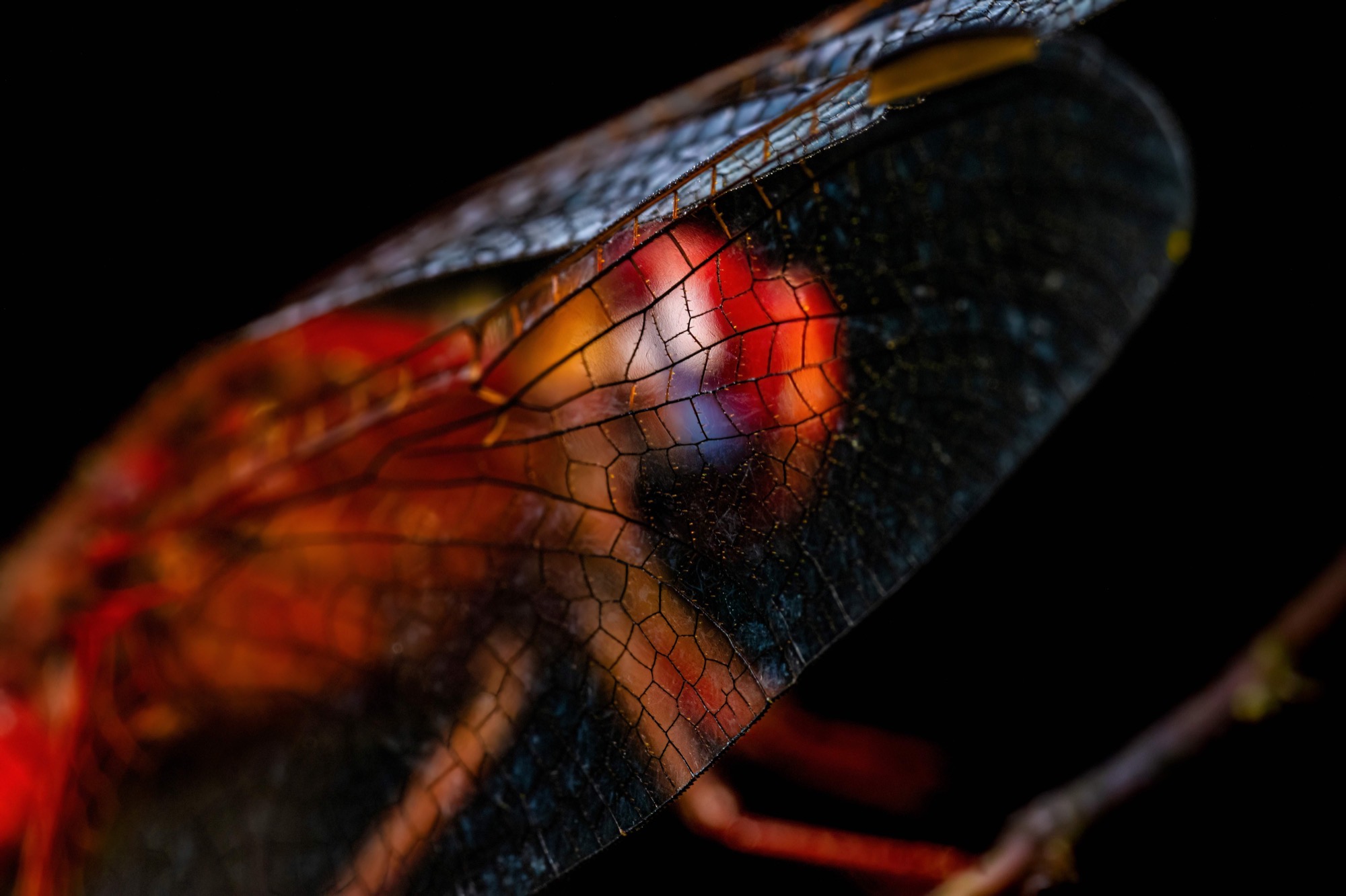 Through the Glass — Close enough that the wing becomes a window, the body behind it broken into coloured cells.