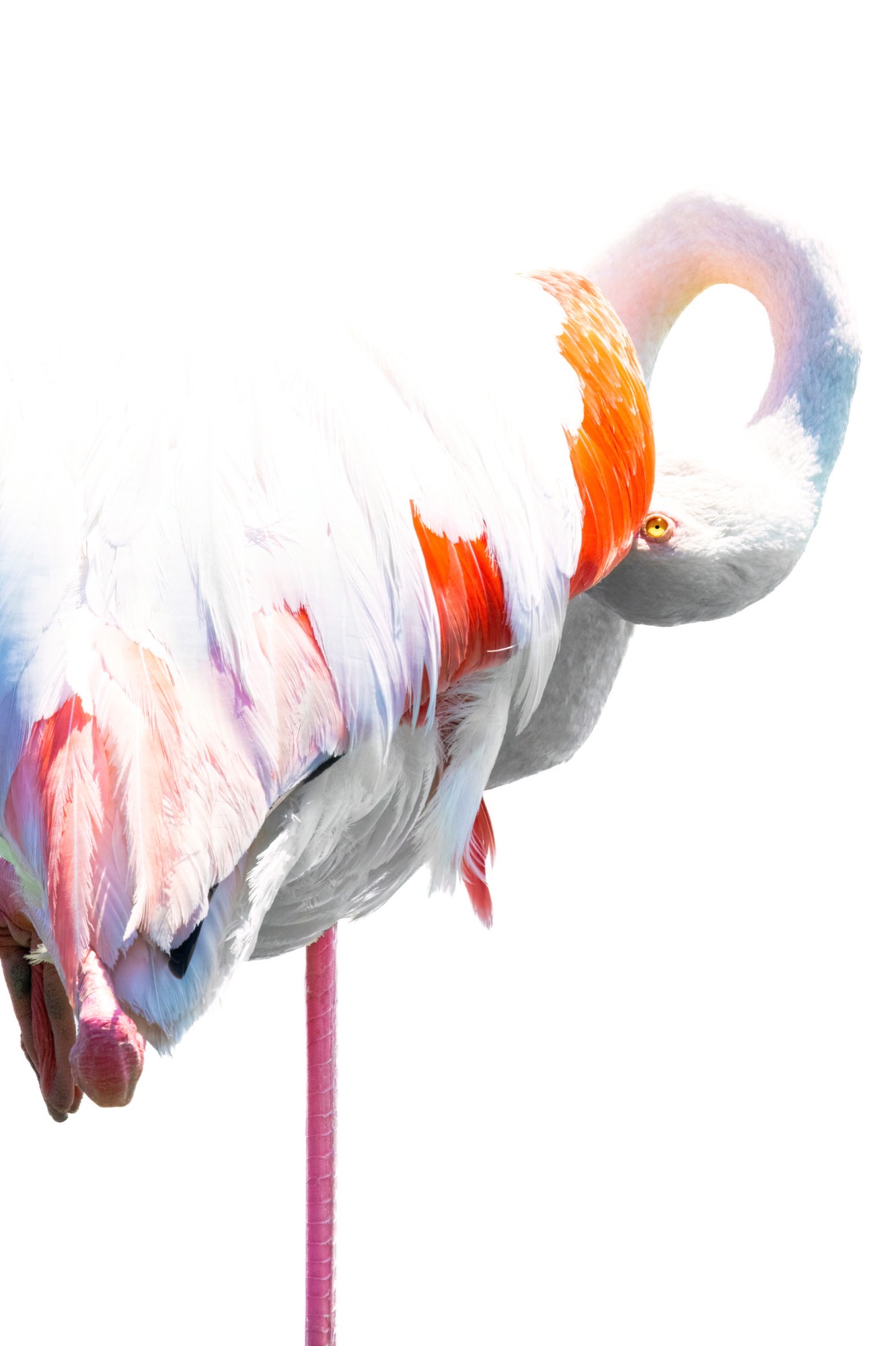 Over the Shoulder — The neck reaches back across the body, drawing a loop that closes on itself.