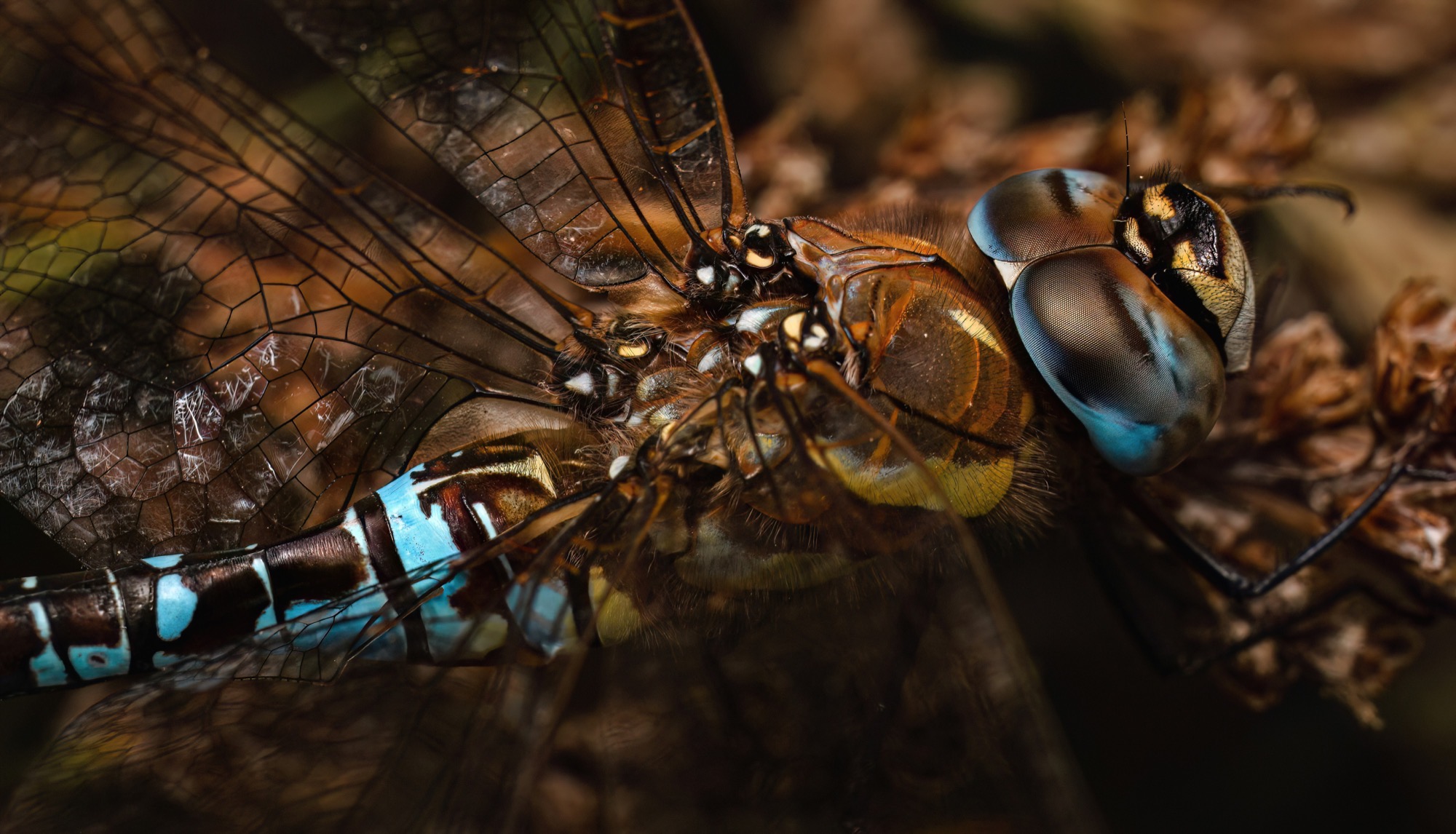 Blue Segments — Brown wings folded over a body banded in chalk blue, the animal the colour of the litter it rests on.
