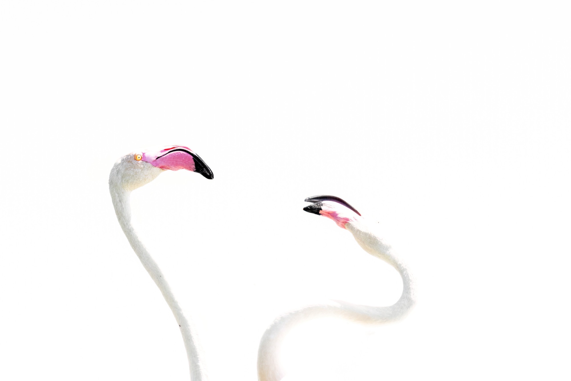 Crossing — Two birds pass, their necks crossing at exactly the height of their eyes.