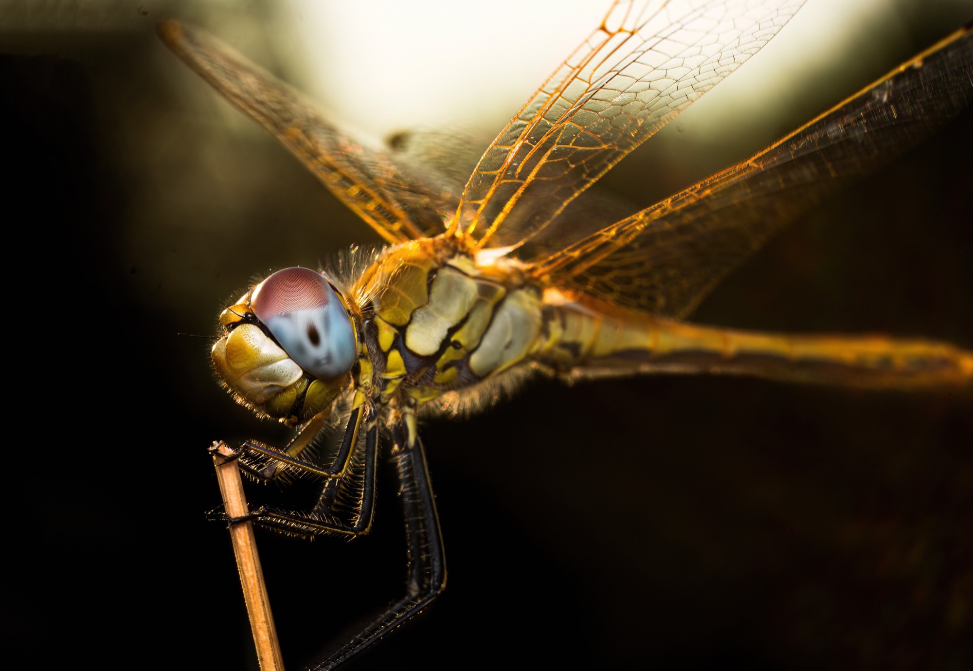 Low Sun — Late light comes through from behind, turning the wings amber and leaving the perch in shadow.
