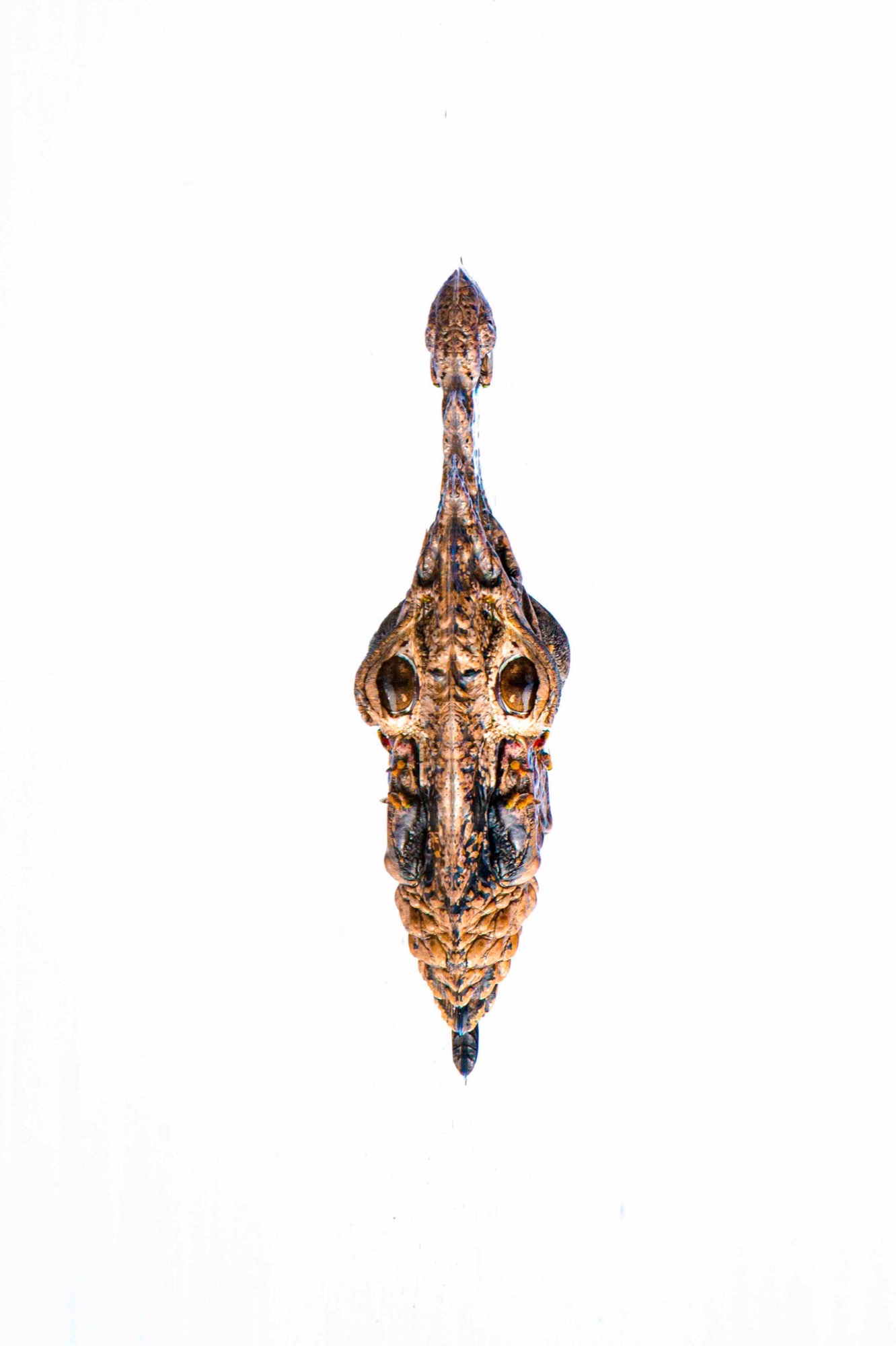 Head On — A caiman seen from directly above, symmetrical to the millimetre.