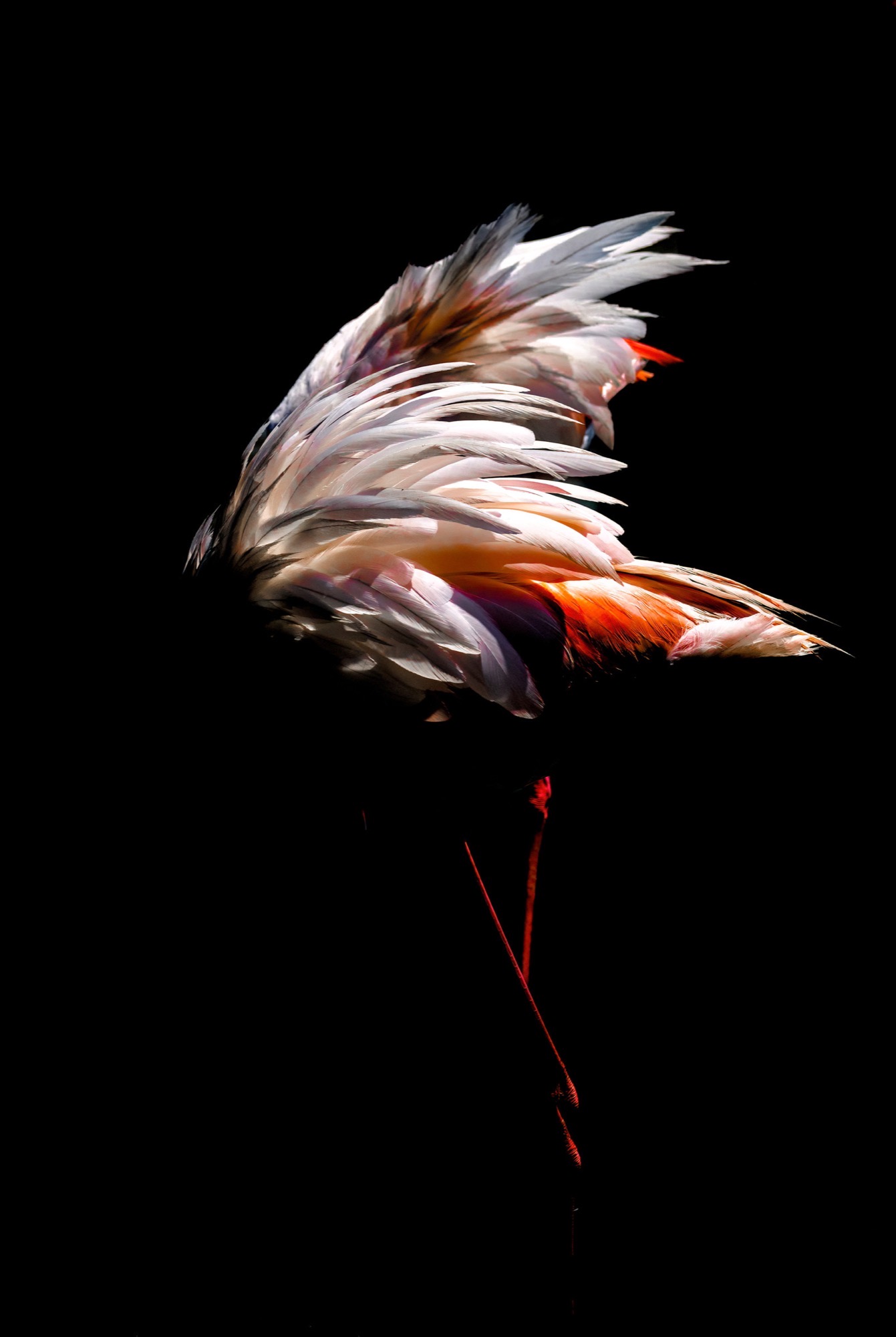 Plumage Unfolded — A greater flamingo turns to preen and the raised wing opens like a fan of coral and white.