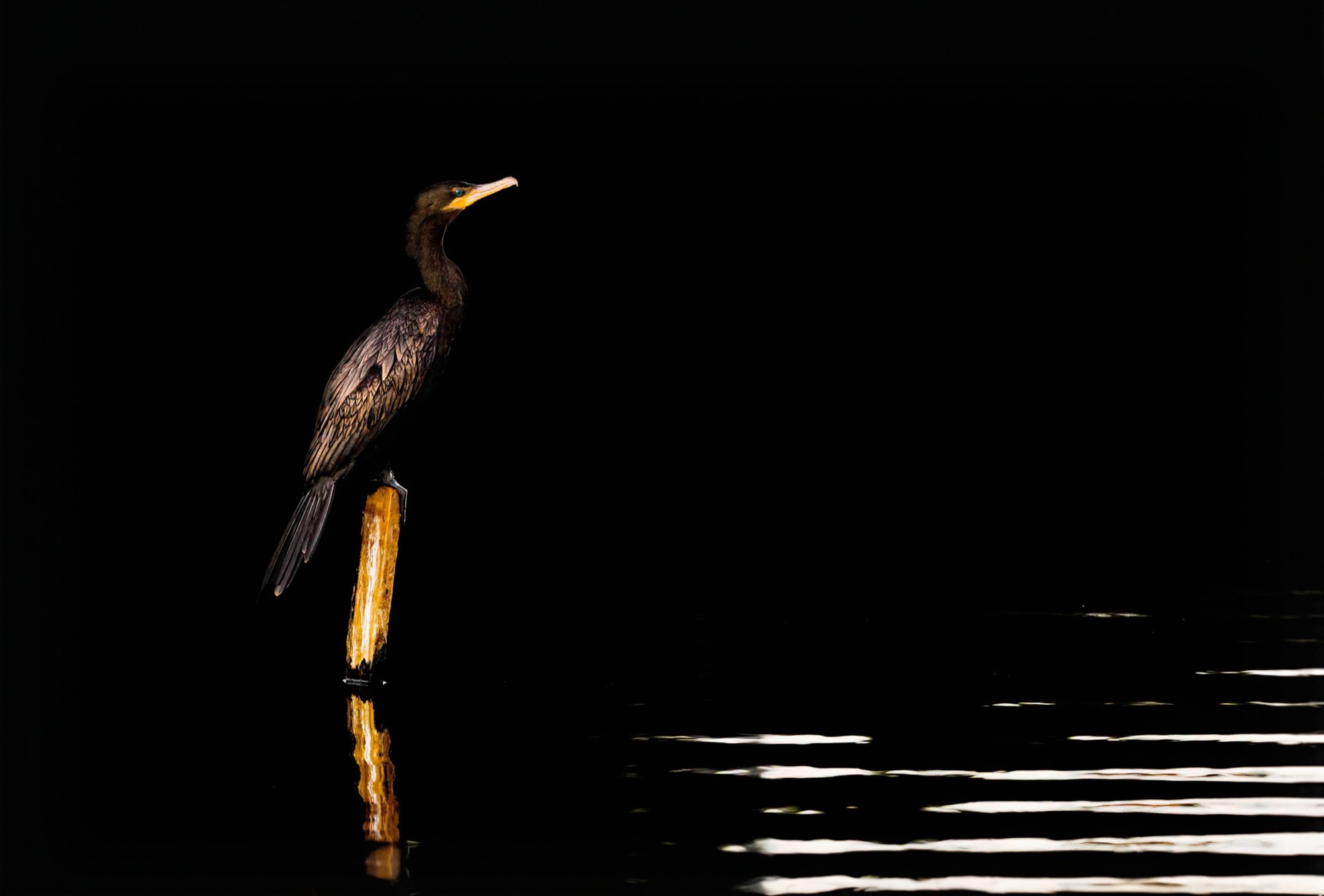 Post and Reflection — A cormorant holds a stake above black water ruled by thin bands of reflected light.