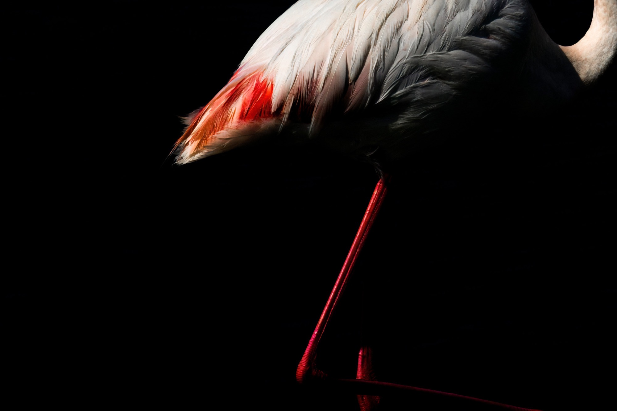 Turned Away — The bird faces into the dark; only the back and the length of one red leg are given to us.