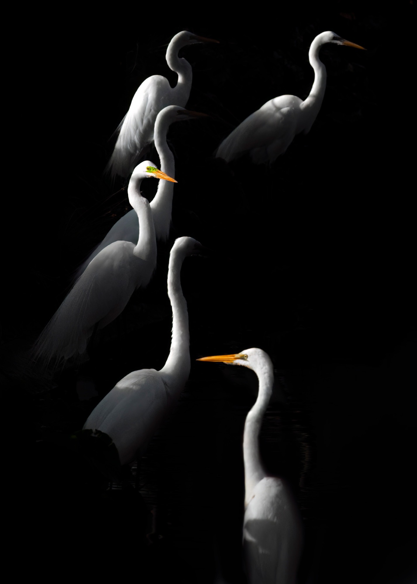 Roost — Egrets stacked on unseen branches, each body a separate white shape hung in the dark.