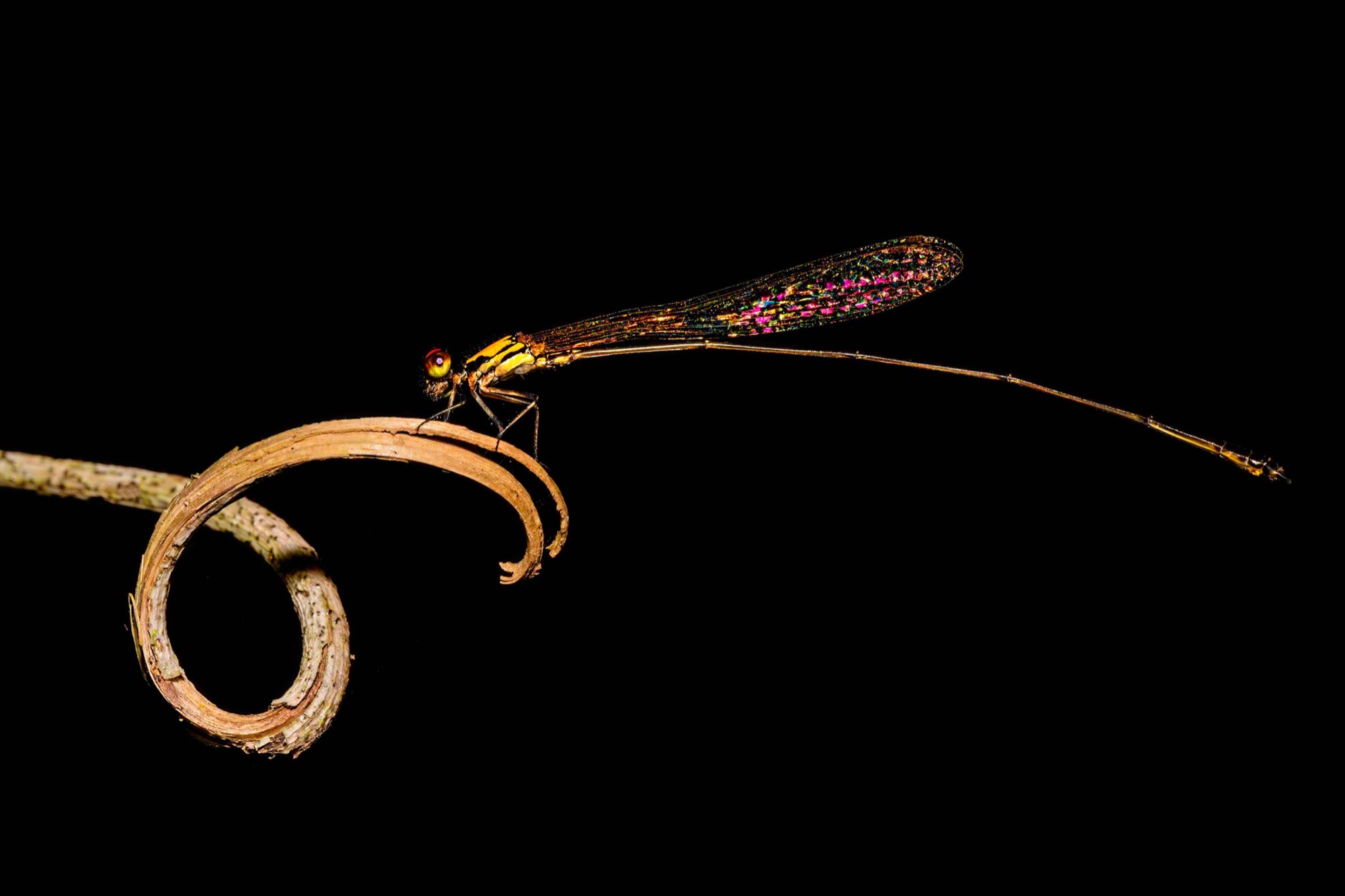 The Tendril — A damselfly balances on a dry curl of stem: two spirals, one living, one not.