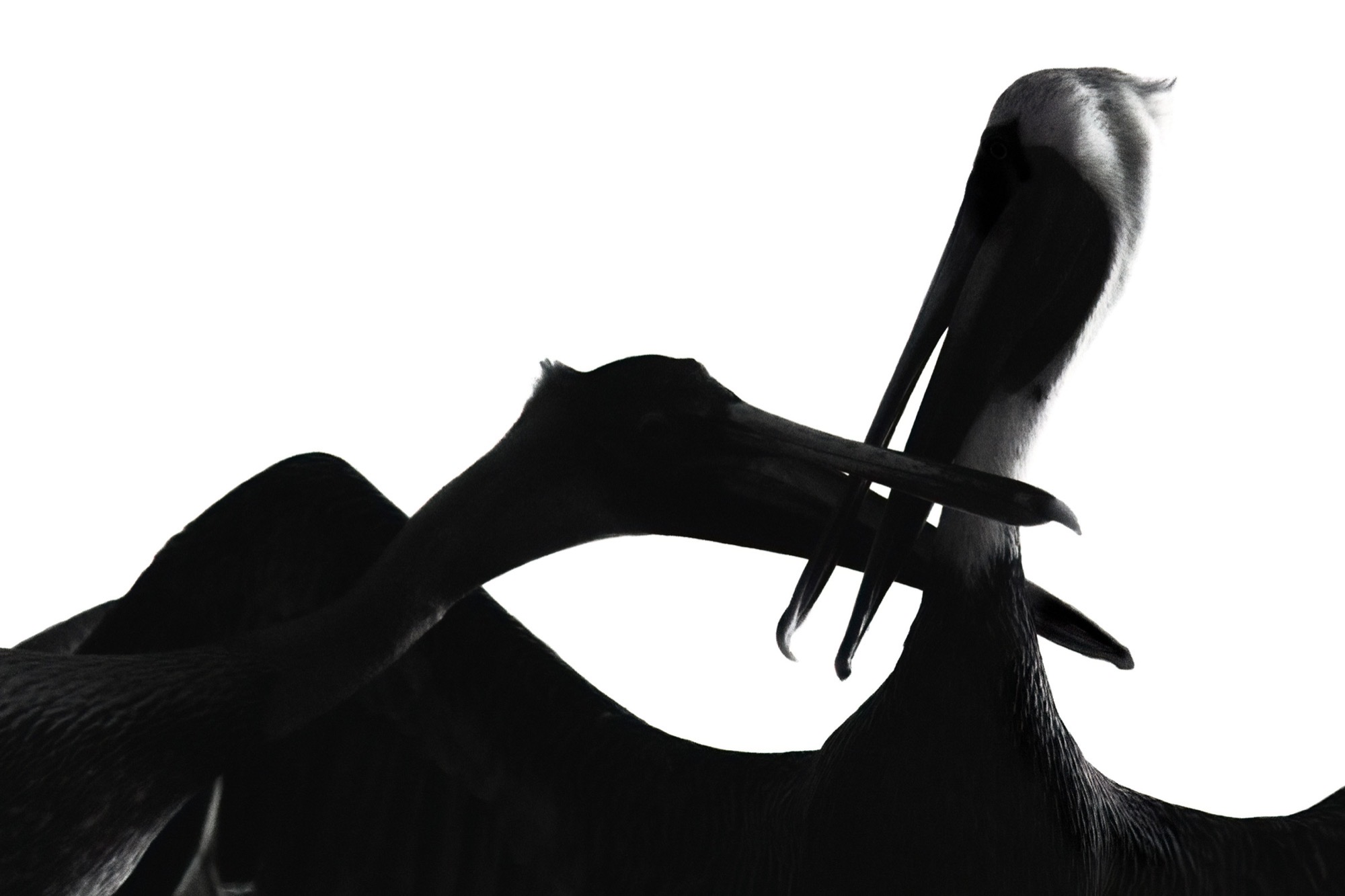 Crossed Bills — Two pelicans meet, the bills crossing and opening, cut flat into silhouette.