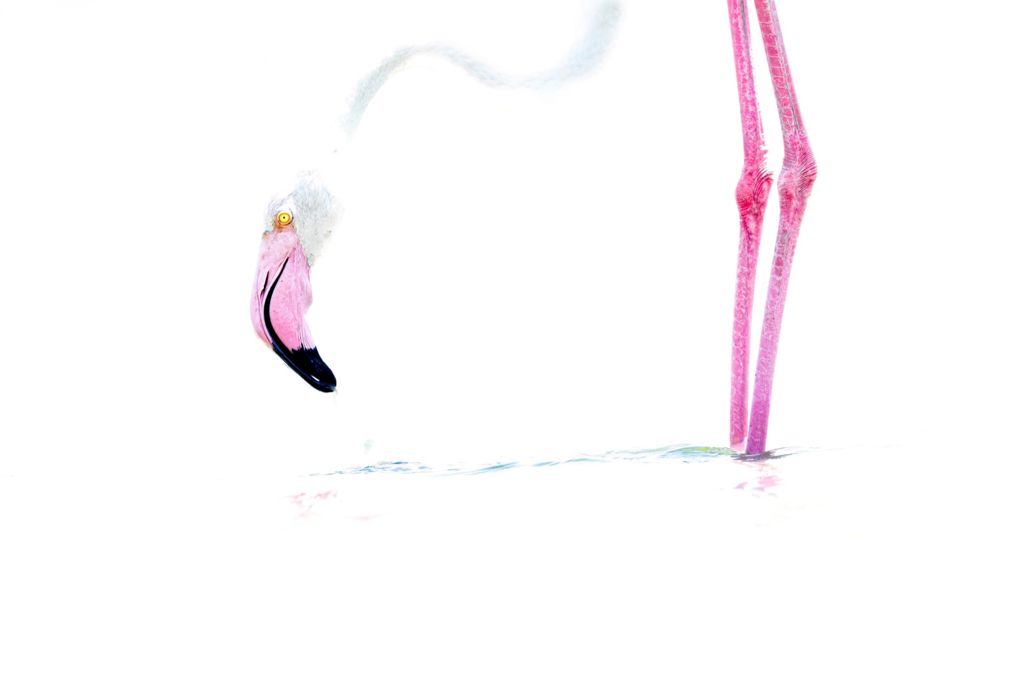 Wet Sand — A faint reflection is the only thing separating the bird from the white ground.