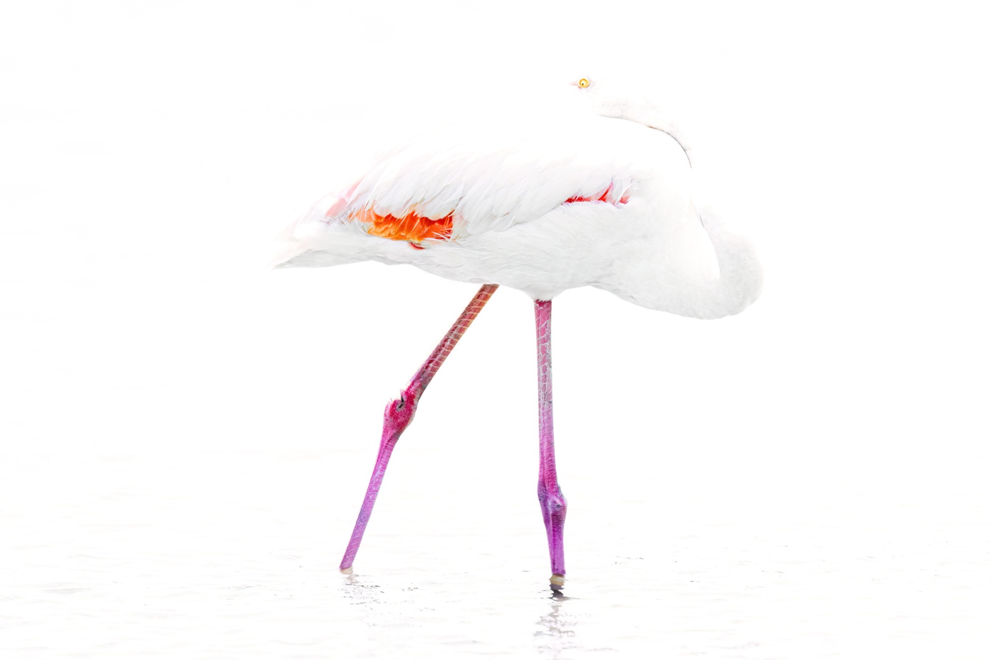 Crossed Legs — Balanced on crossed legs in an empty white field, the body made almost weightless.