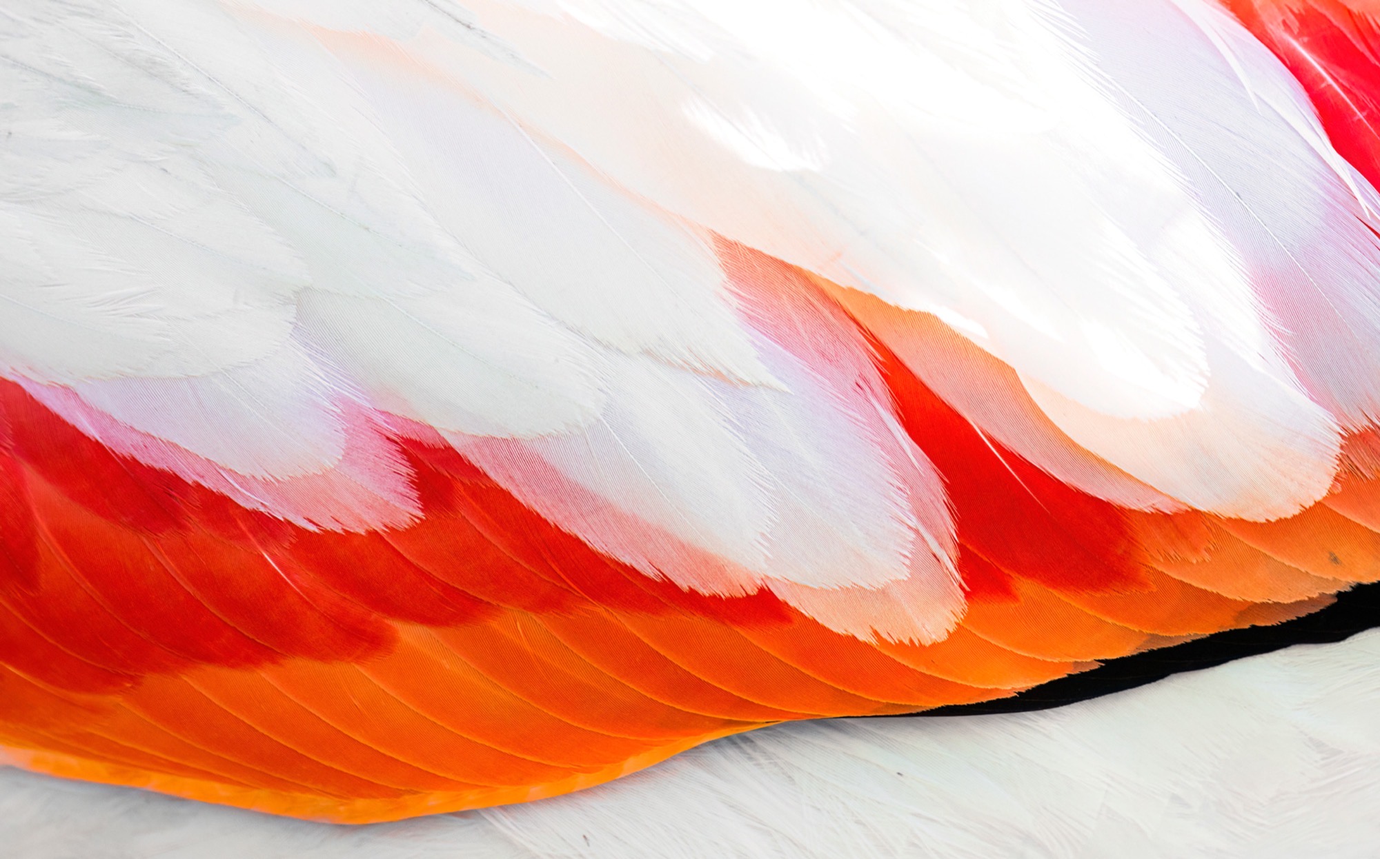 Feather Map — Close enough that the plumage stops being a bird and becomes a landscape of overlapping edges.