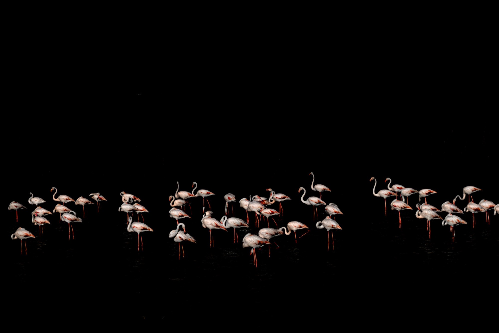 Distant Company — Seen from far off, a whole flock reduces to a narrow band of pale marks in an empty field.